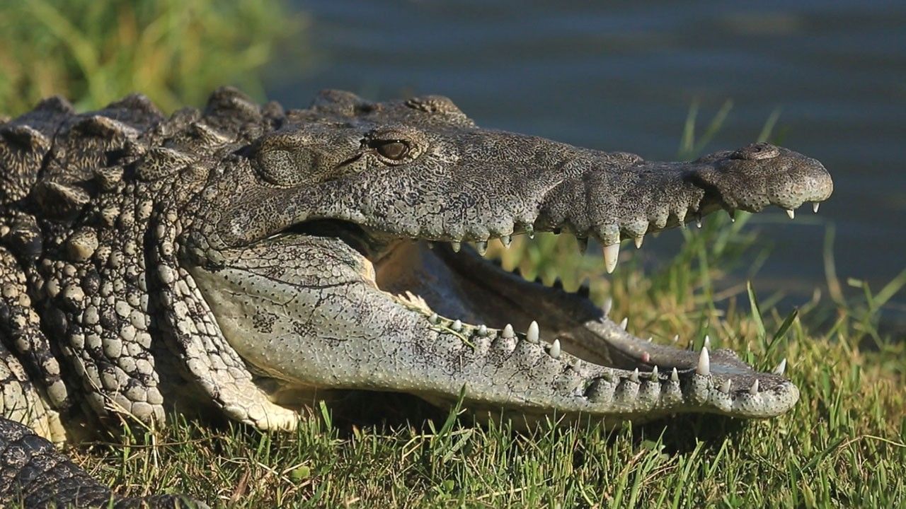 Американский острорылый крокодил