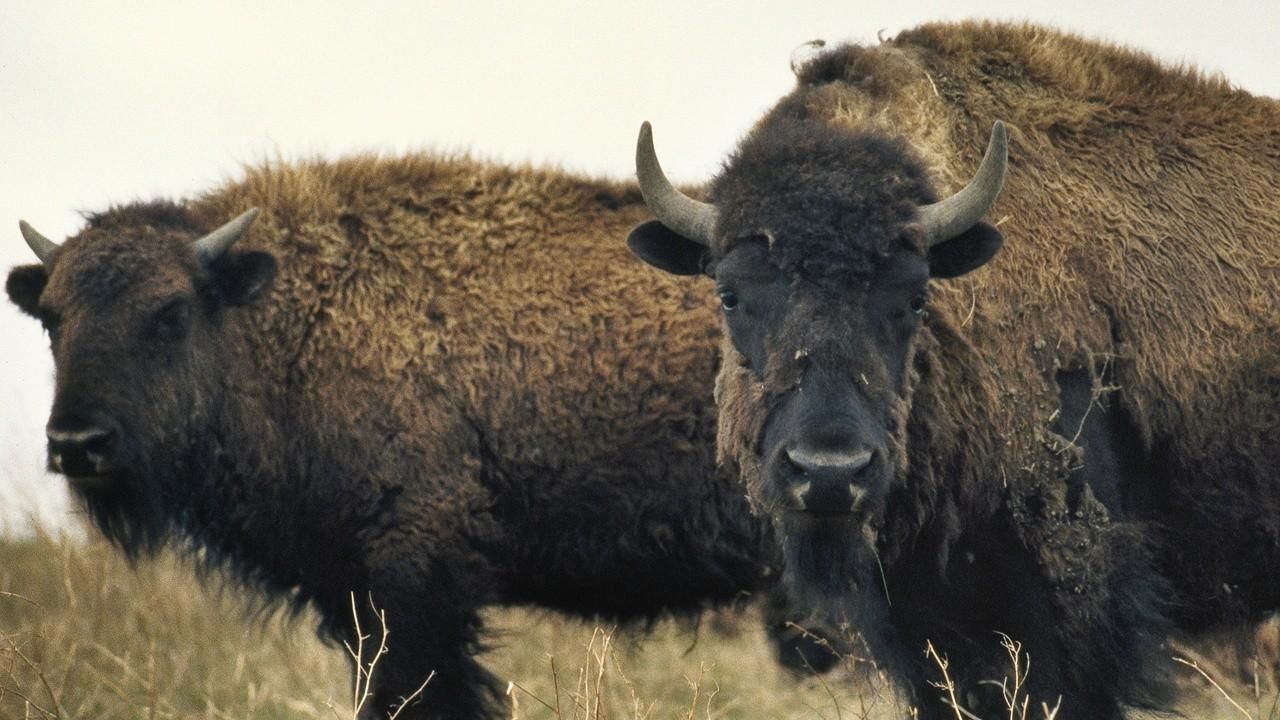 美洲野牛复育记 american buffalo: battling back