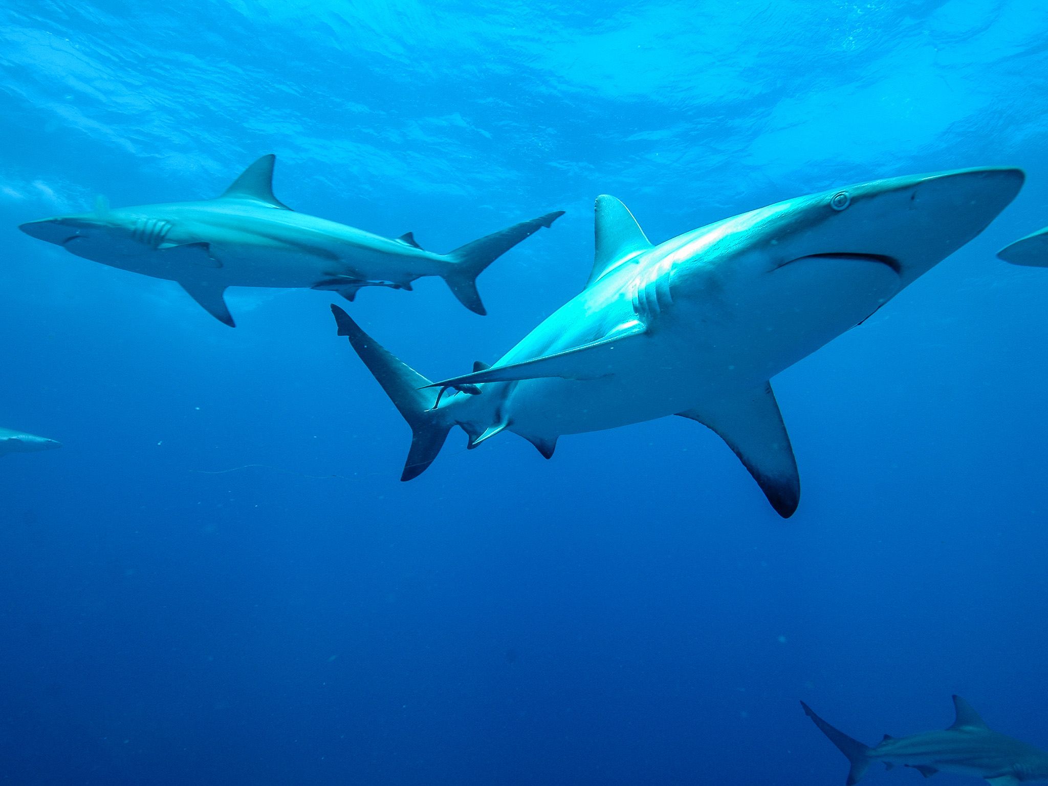 Blacktip Sharks hunting.  This image is from Africa's Deadliest. [Photo of the day - January 2020]