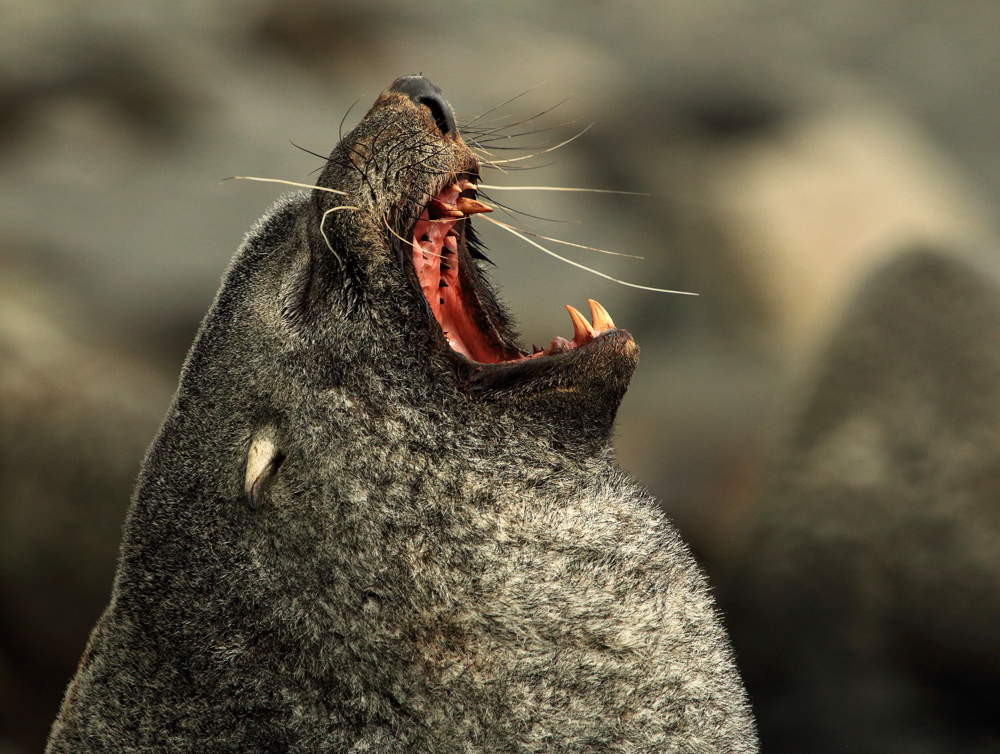 Marion Island, Sub Antarctica:  Antarctic Fur Seal Male yawning.  This image is from Frozen Islands. [Photo of the day - February 2020]