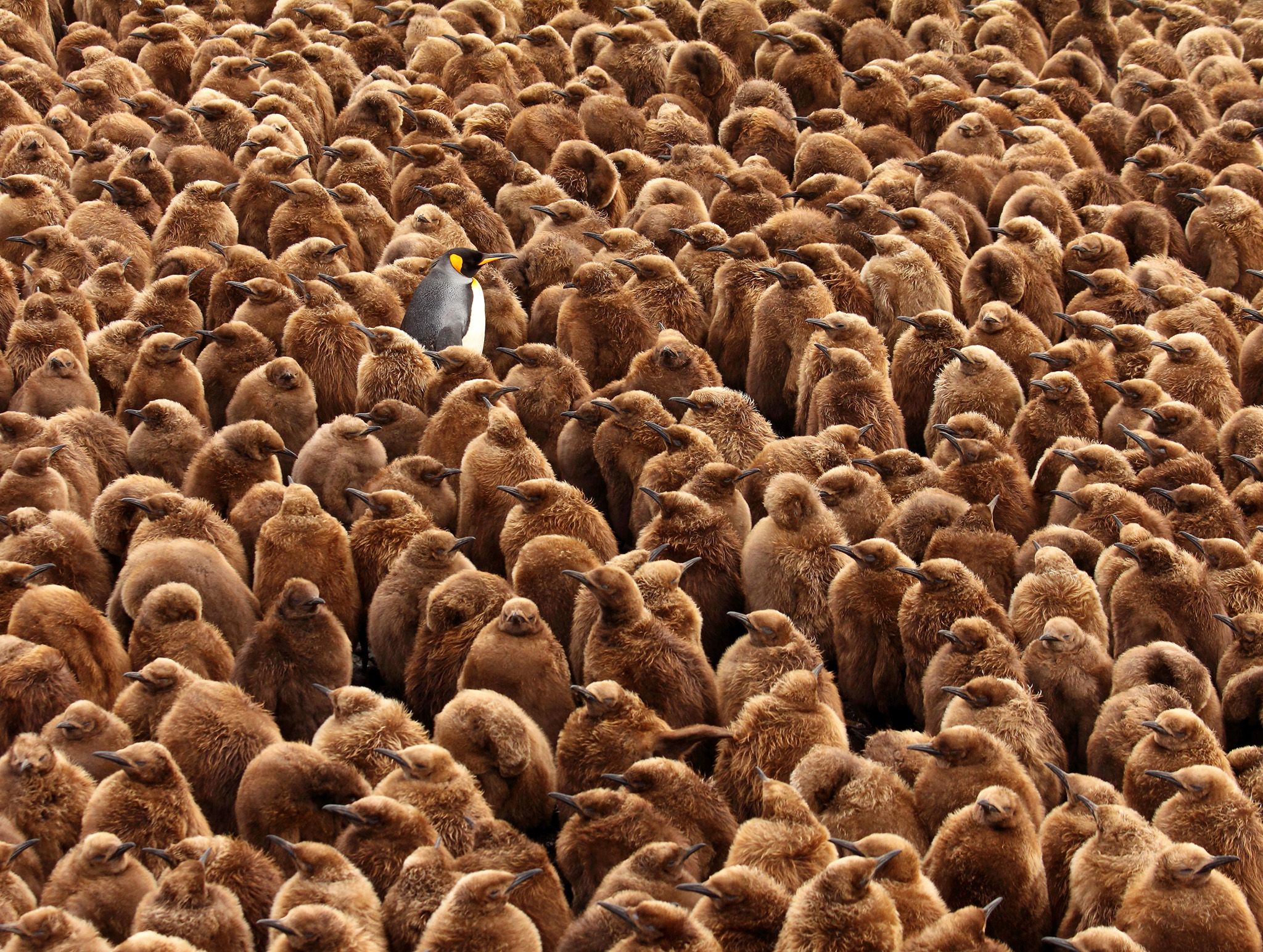 Marion Island, Sub Antarctica:  Lone adult King Penguin amongst hundreds of big brown juvenile... [Photo of the day - February 2020]