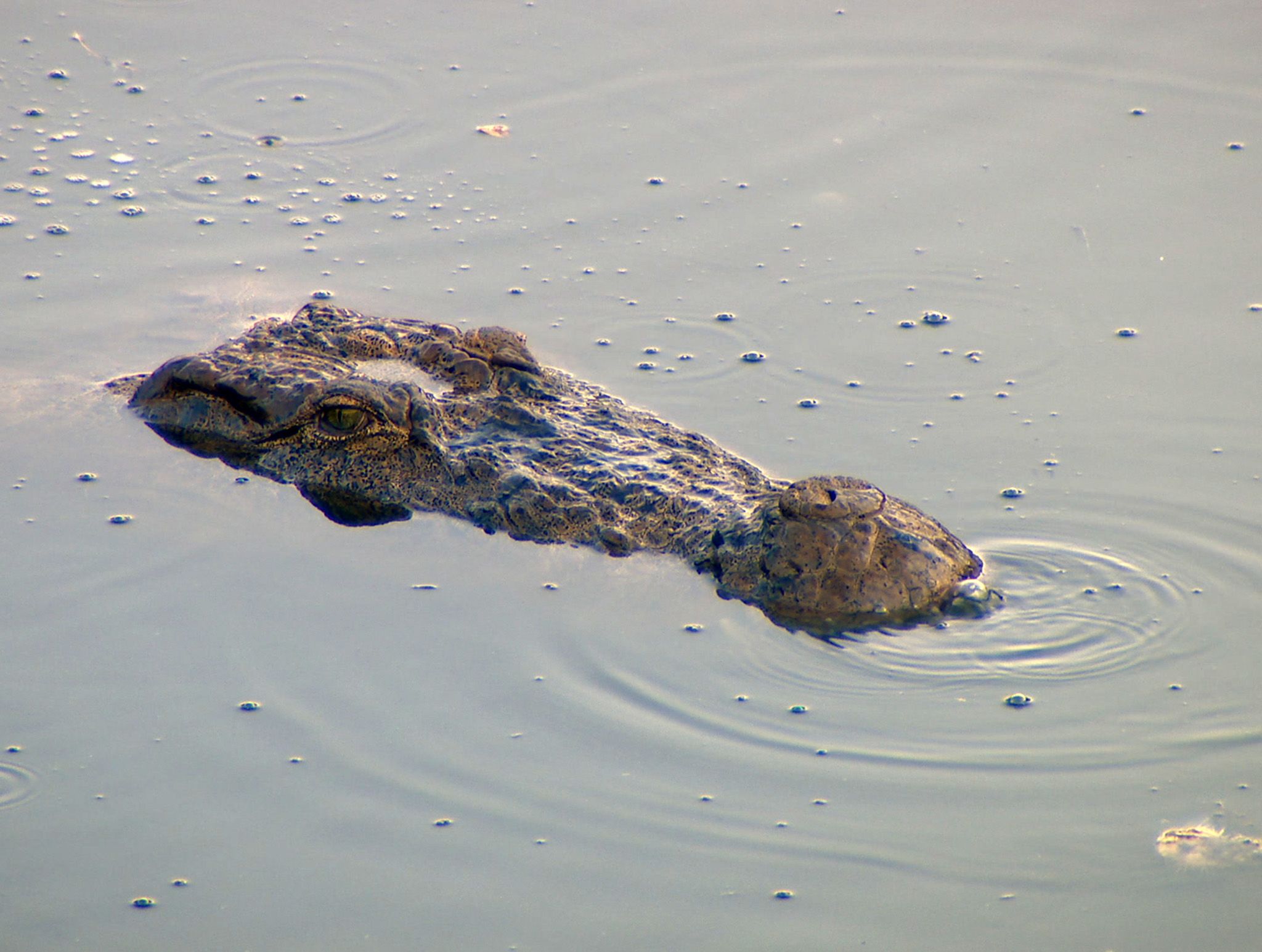 A crocodile submerged in the water with only his head showing.   This image is from Jungle Heroes. [Photo of the day - February 2020]