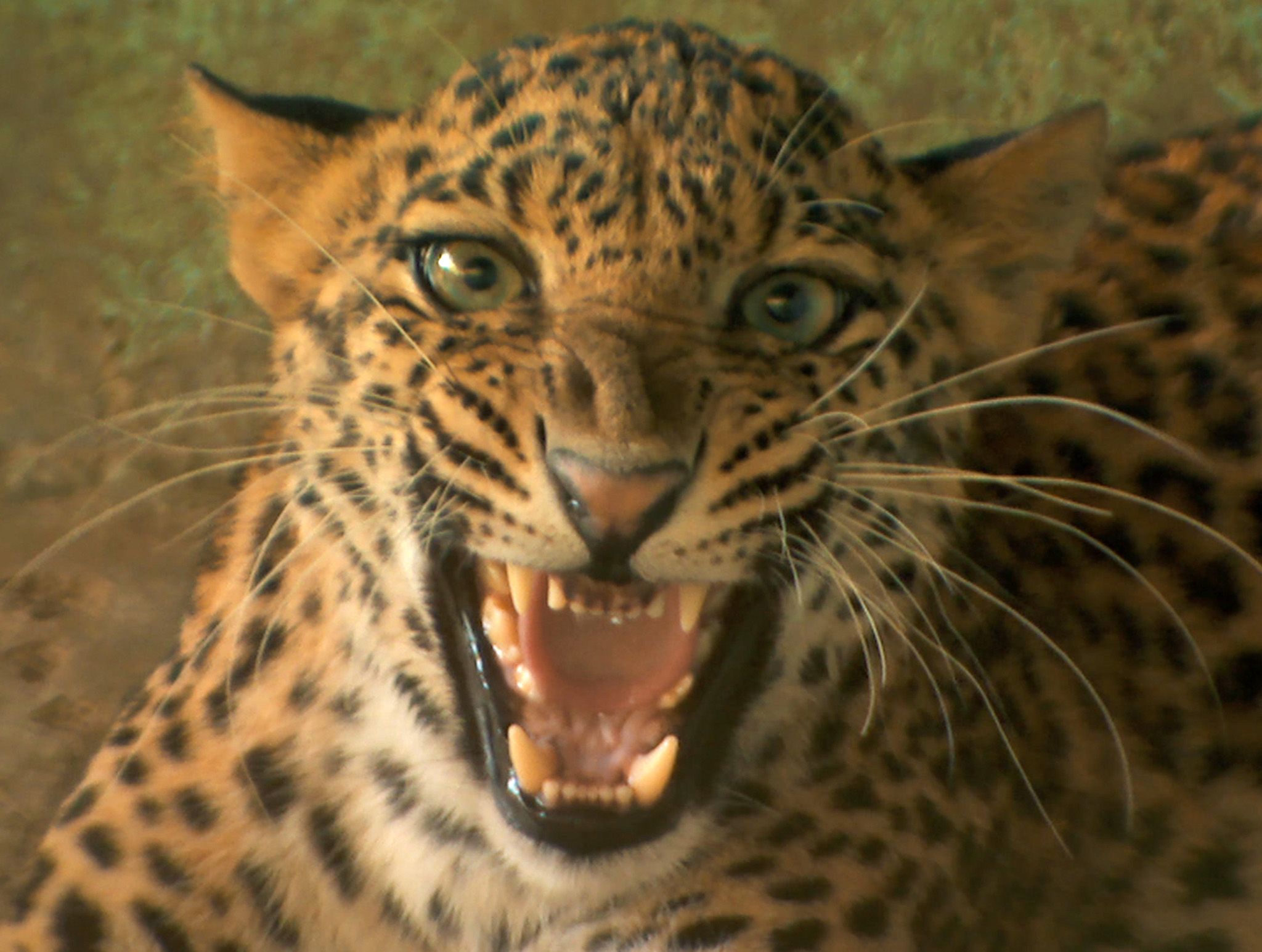 Angel the leopard at the Wildlife SOS Manikdoh Leopard Sanctuary.  This image is from Jungle Heroes. [Photo of the day - February 2020]