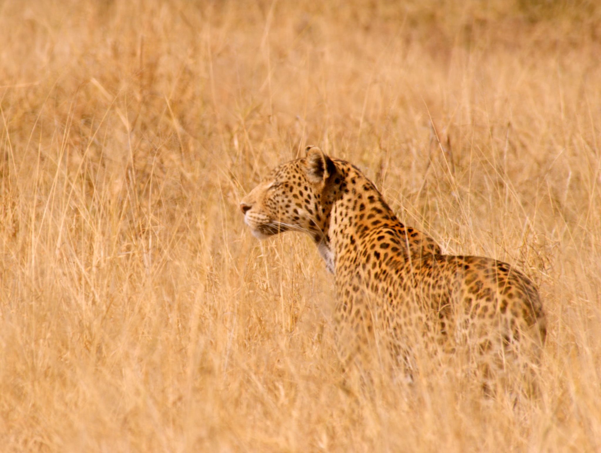 Botswana:  Leopard in the grass.  This image is from Africa's Deadliest. [Photo of the day - February 2020]