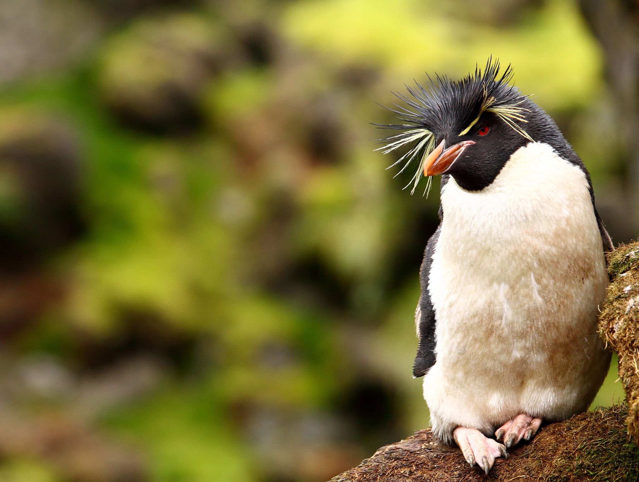 Macquarie Island, Sub Antarctica:  Rock Hopper Penguin standing on a rock.  This image is from... [Photo of the day - February 2020]