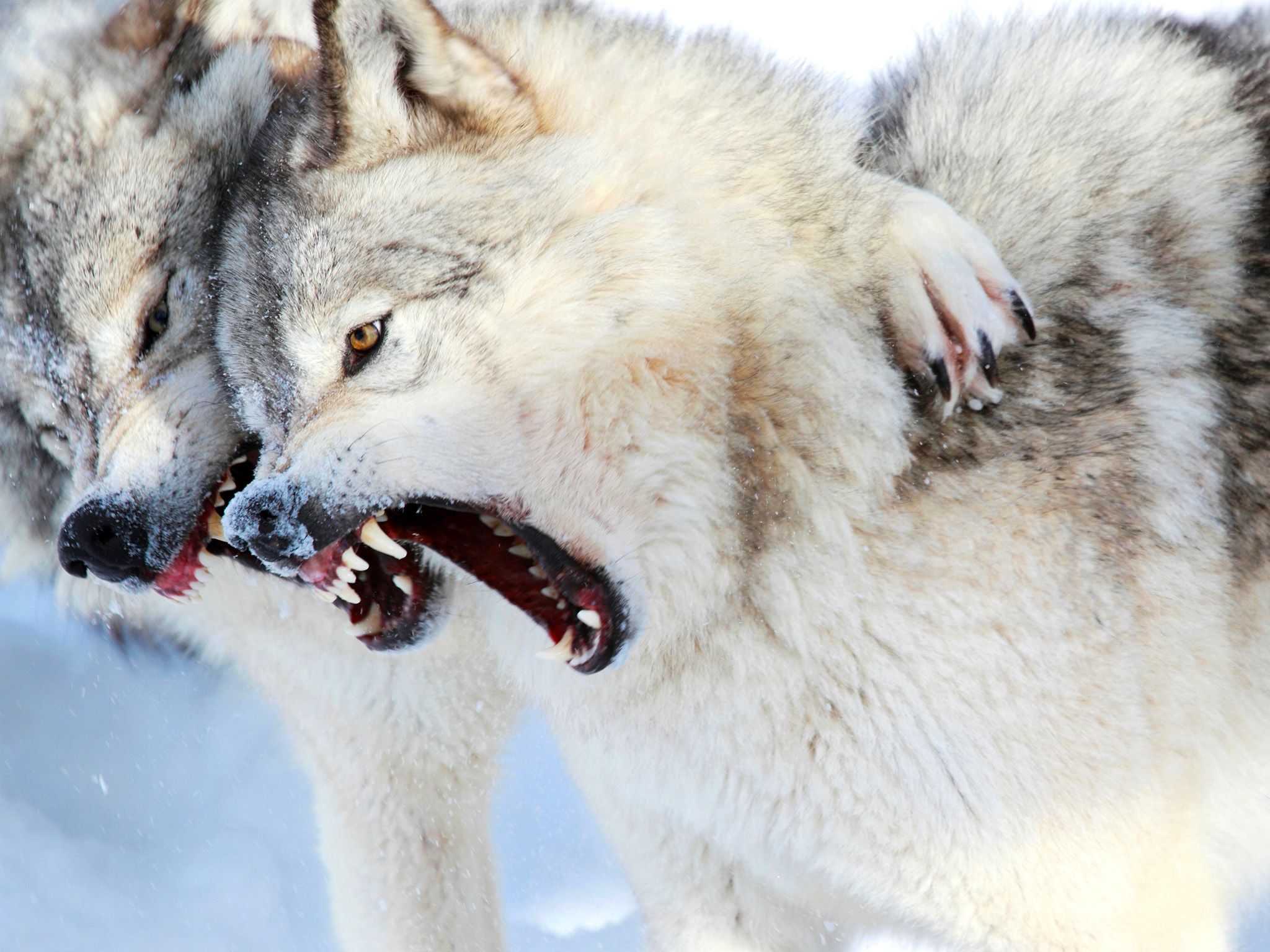 Gray wolves show their teeth - they have 42!! 20 in their upper jaw, 22 in their lower.  This... [Photo of the day - March 2020]