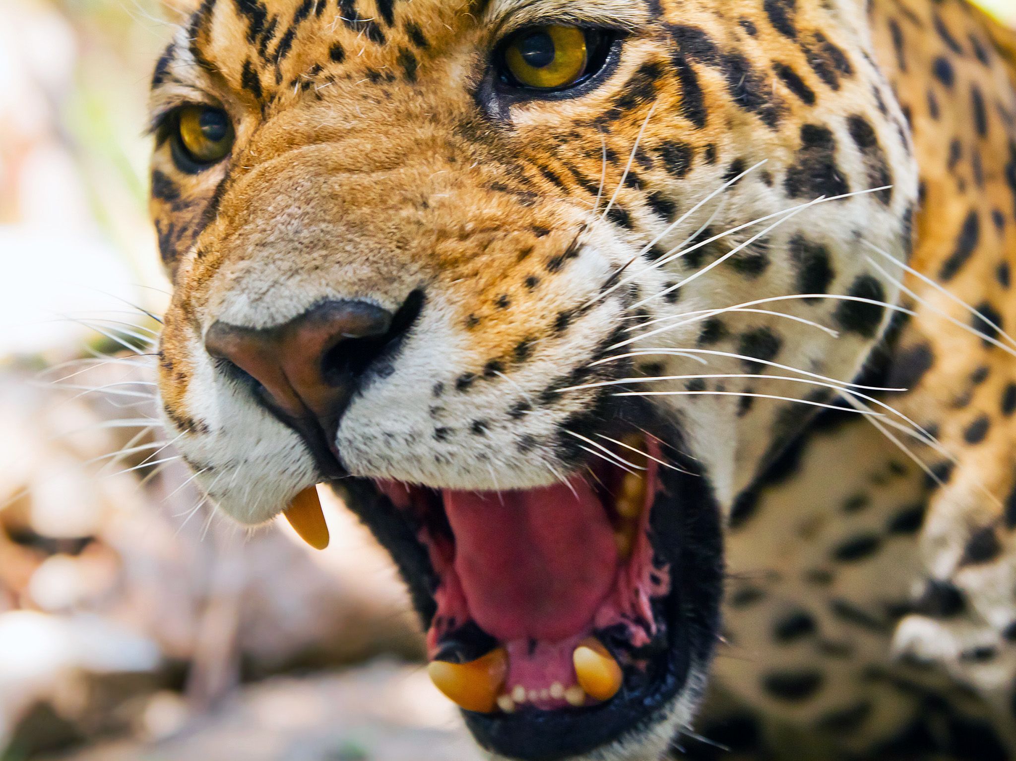The Jaguar has the most powerful bite, pound for pound, of the big cats. This image is from... [Photo of the day - مارس 2020]