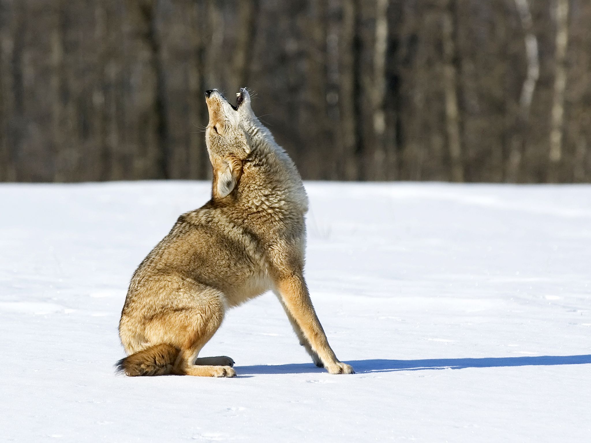 A coyote howls. The coyote's vocalizations are one of the few wild animals commonly heard; the... [Photo of the day - March 2020]