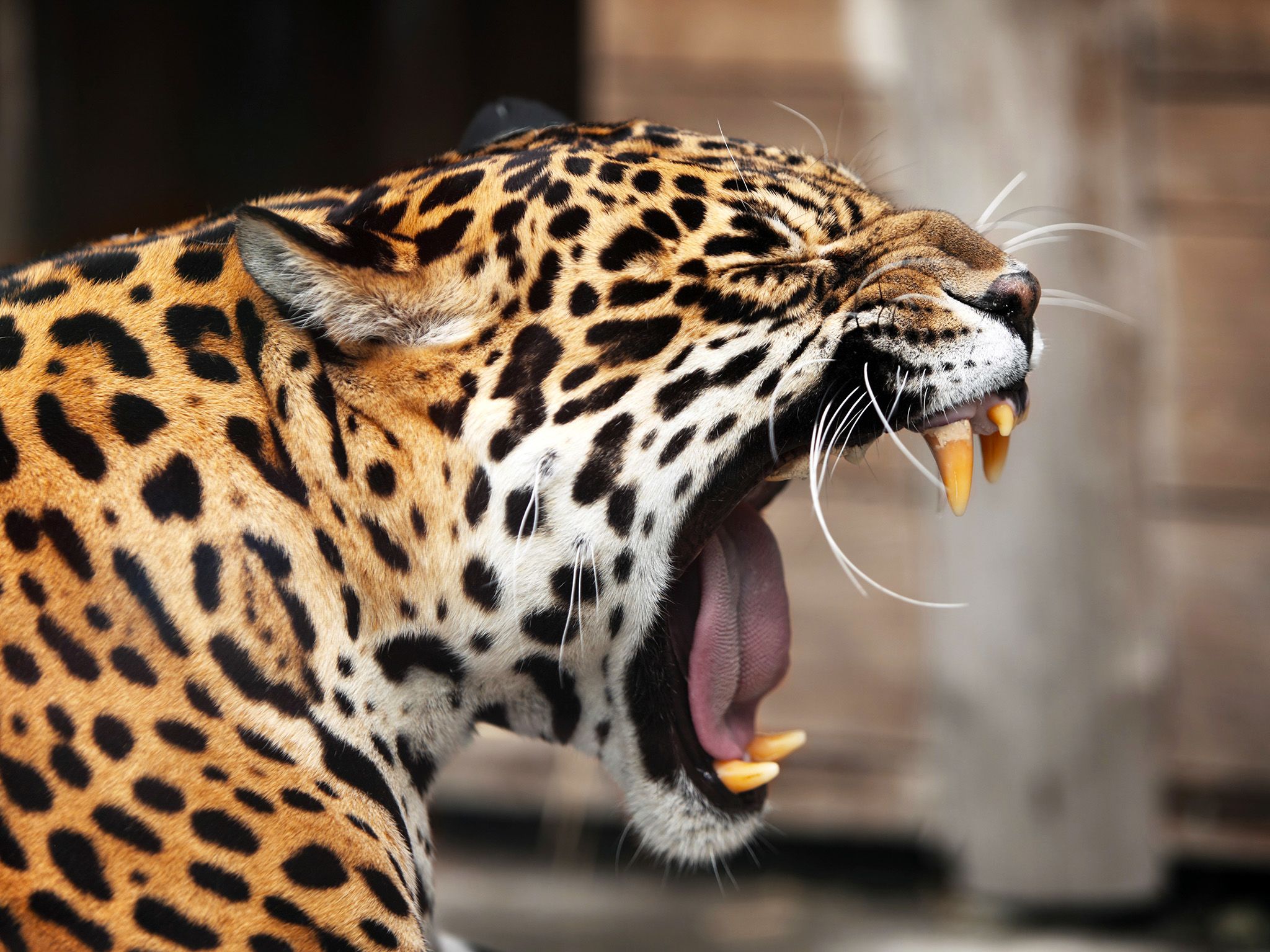Jaguars are the largest cats in the Americas. This image is from Animal Fight Club. [Photo of the day - March 2020]