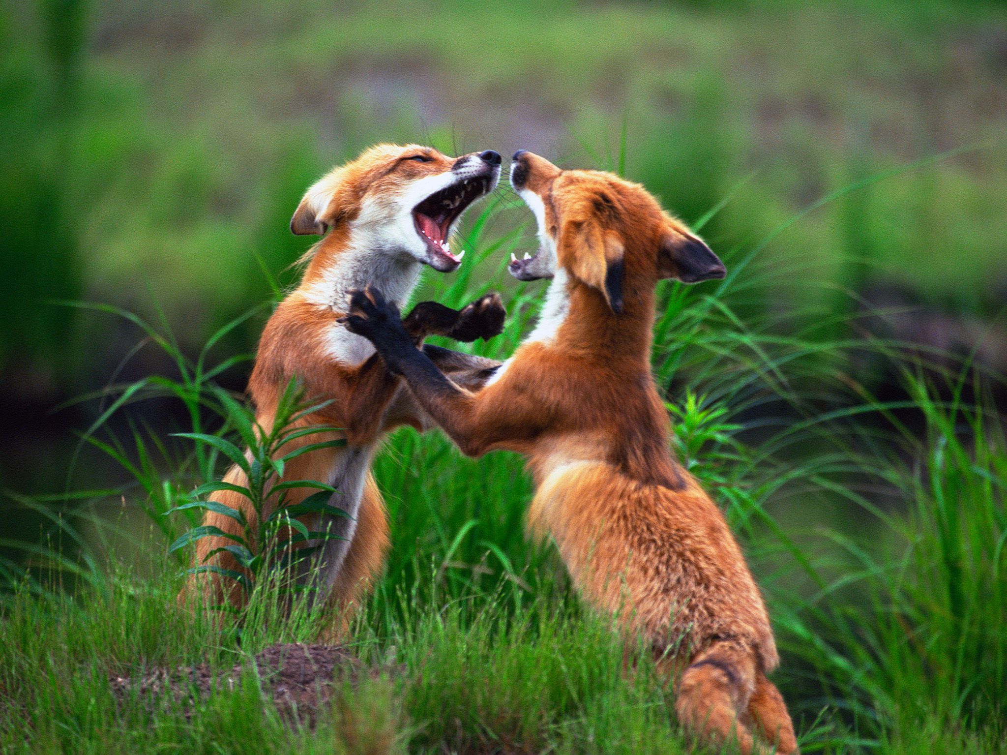 Red Foxes are the largest of all the true foxes. Naturally agile, they can clear obstacles of... [Photo of the day - March 2020]