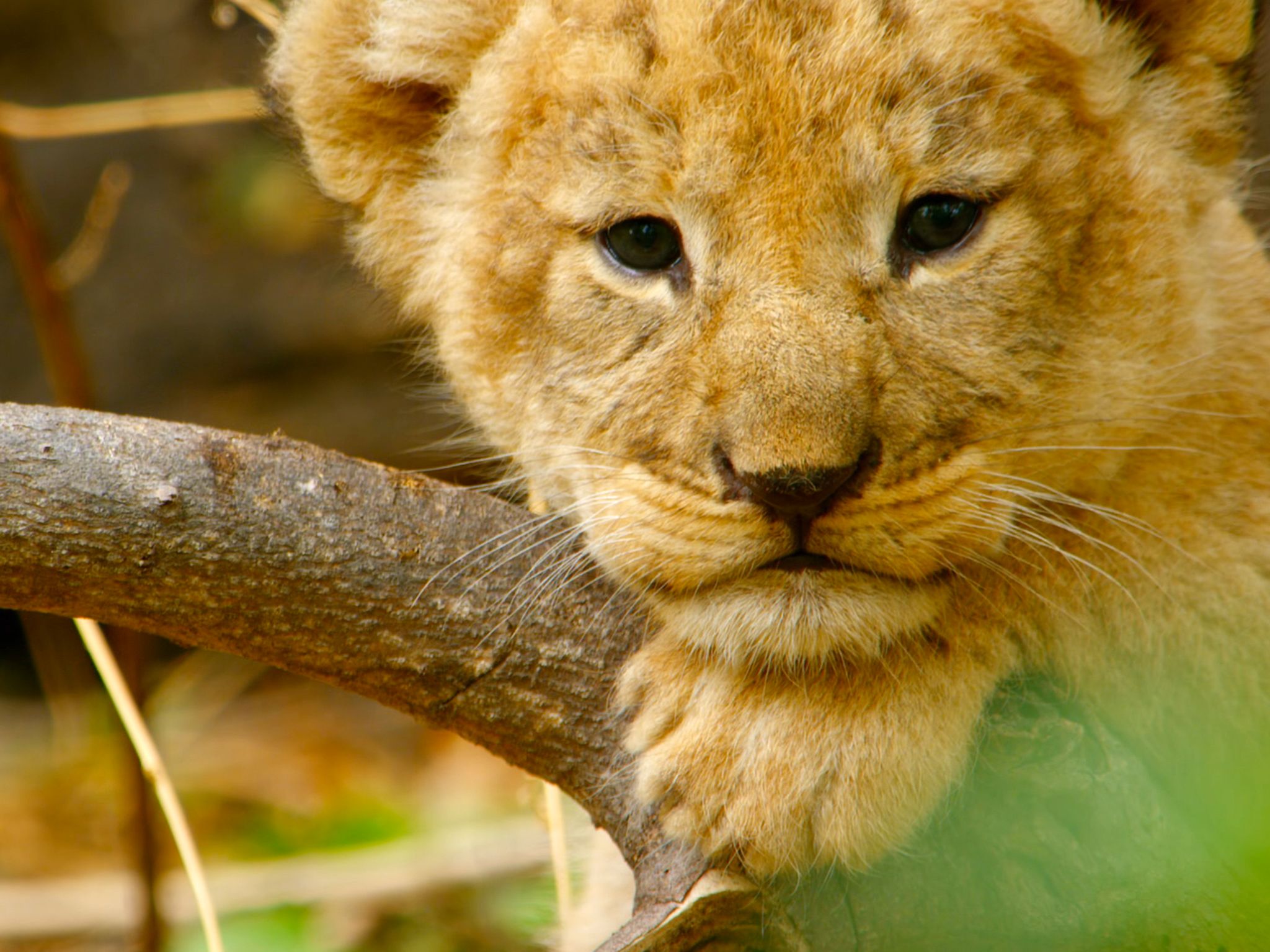 Botswana:  Lion cub resting head on branch. This image is from Africa's Wild Side. [Photo of the day - April 2020]
