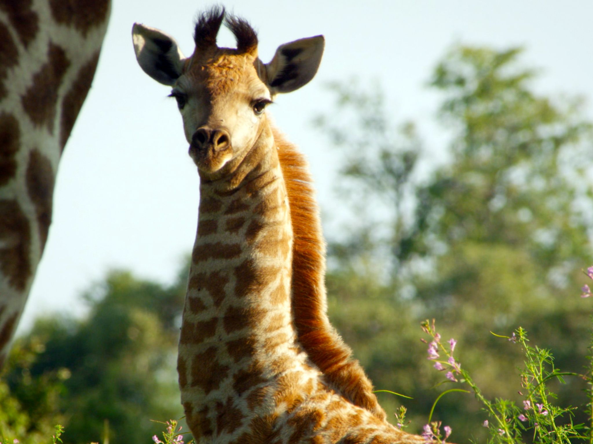 Botswana:  Baby giraffe.  This image is from Africa's Wild Side. [Photo of the day - April 2020]