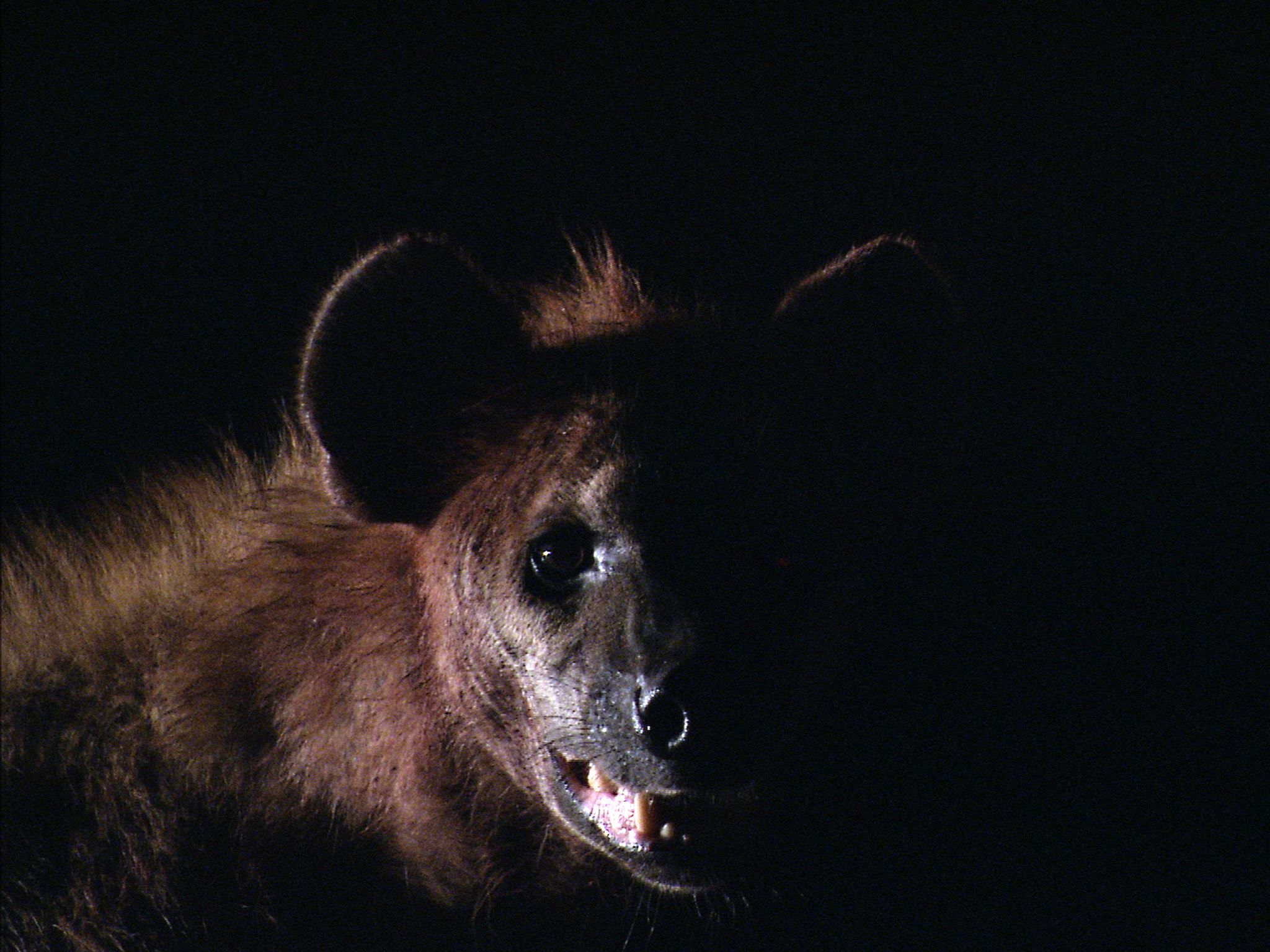 Liuwa Plain National Park, Zambia:  Close up of hyena at night.  This image is from Africa's... [Photo of the day - April 2020]
