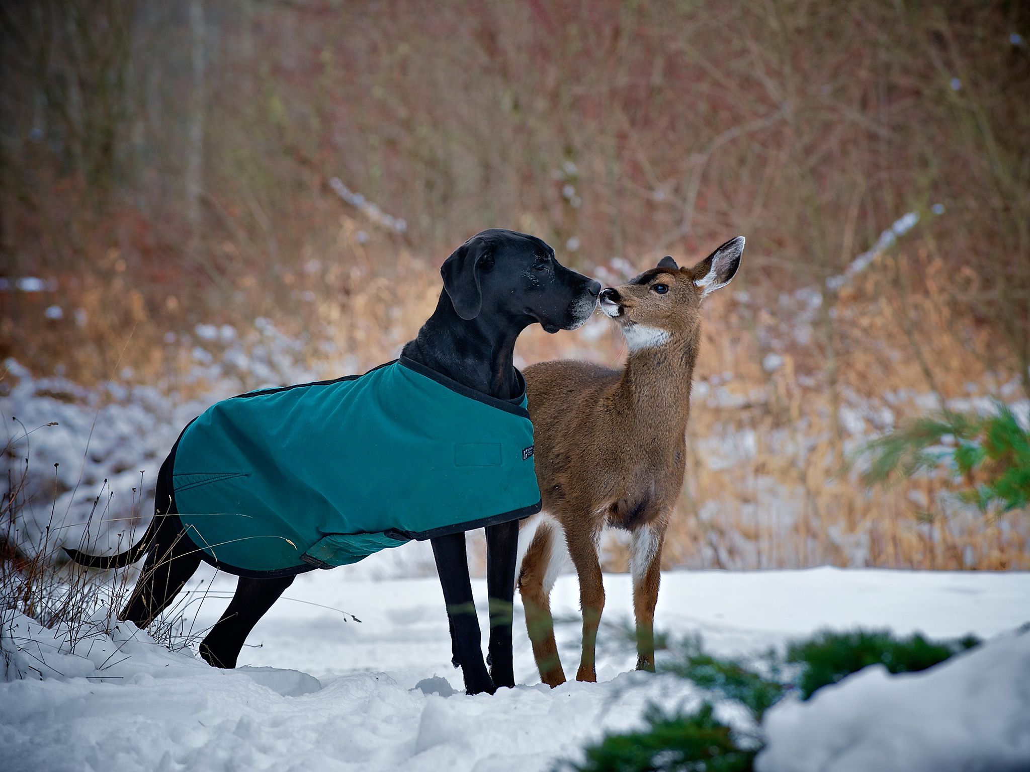 Courtenay, BC, Canada:  Kate the dog and Pippin the deer kiss.  This image is from Unlikely... [Photo of the day - May 2020]