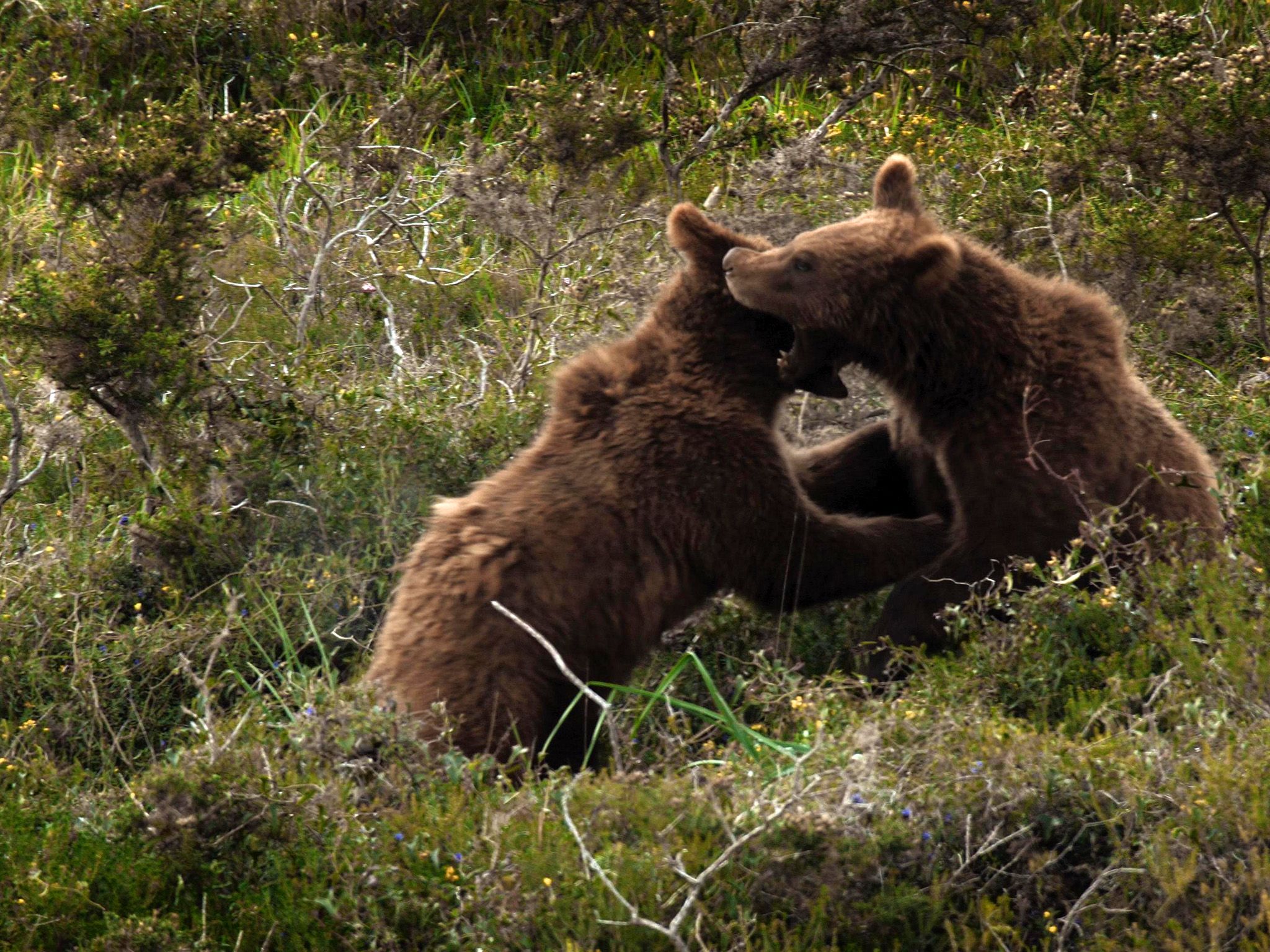 Two brown bears fighting. This image is from Wild Hunters. [Photo of the day - May 2020]