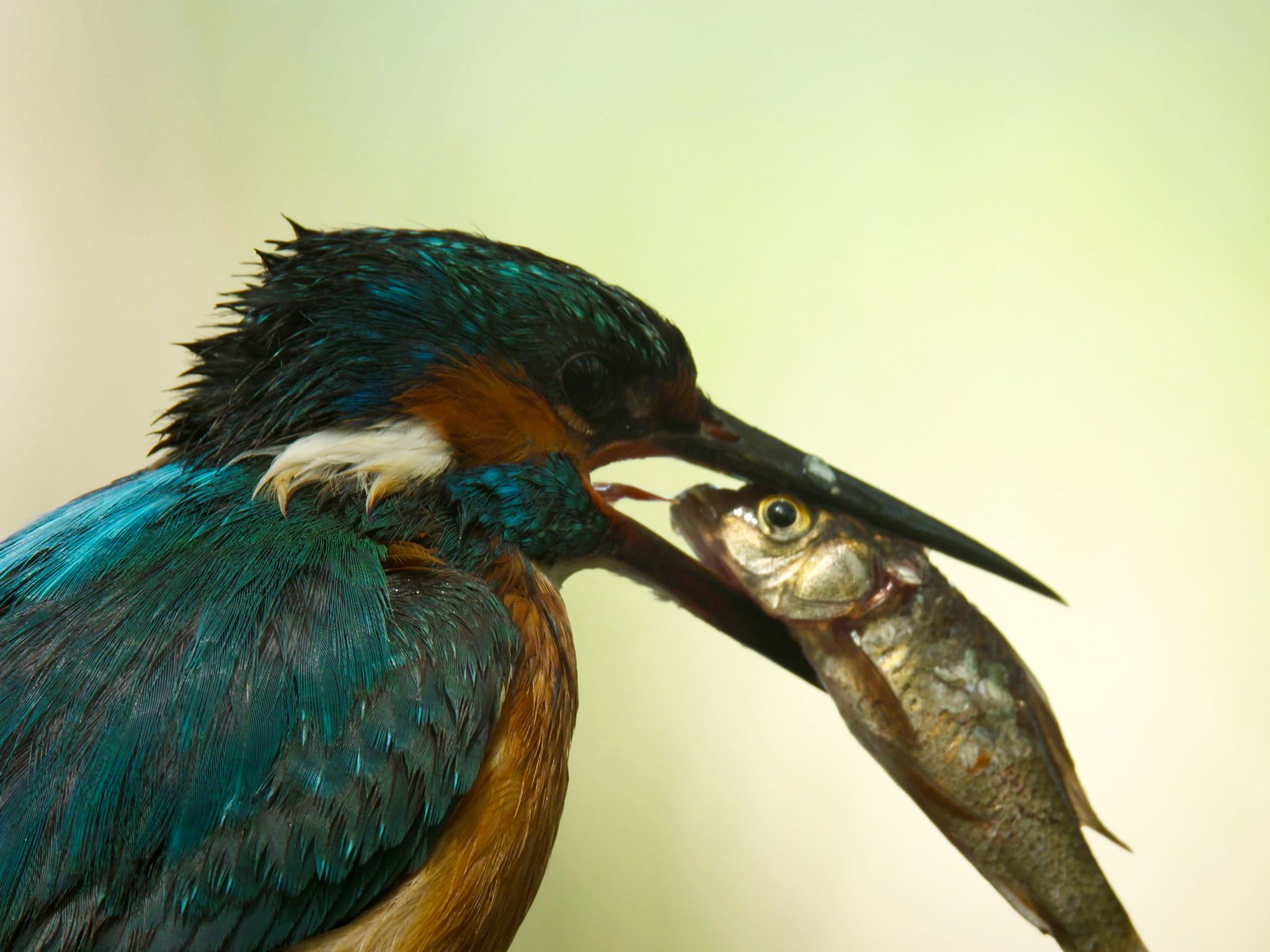 A close up of a Kingfisher after having caught its prey (a trout) with its beak. This image is... [Photo of the day - May 2020]
