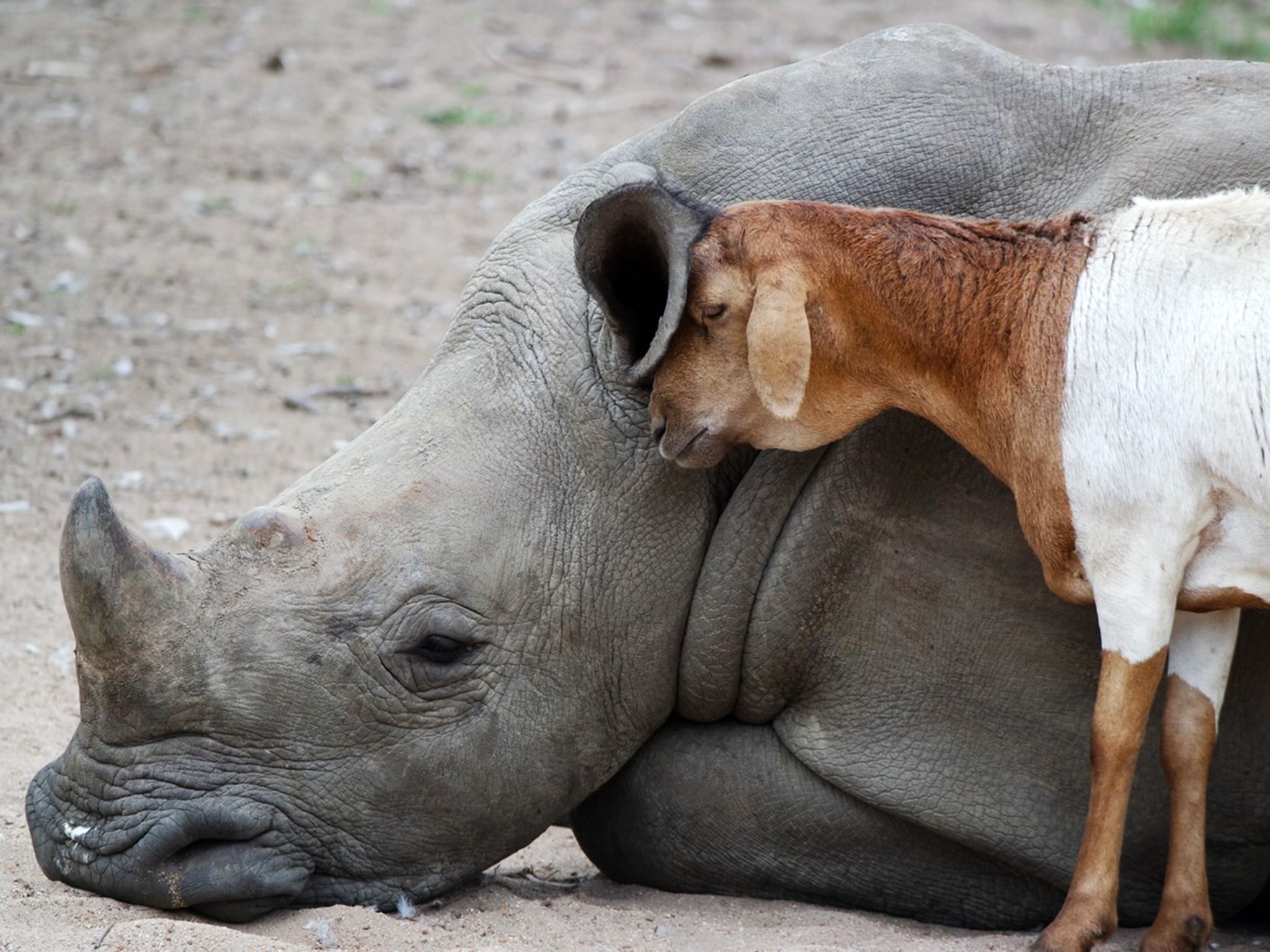 Hoedspruit, South Africa:  Lammie, the sheep, nuzzles Gertjie, the rhino, lovingly.  Gertjie is... [Photo of the day - May 2020]