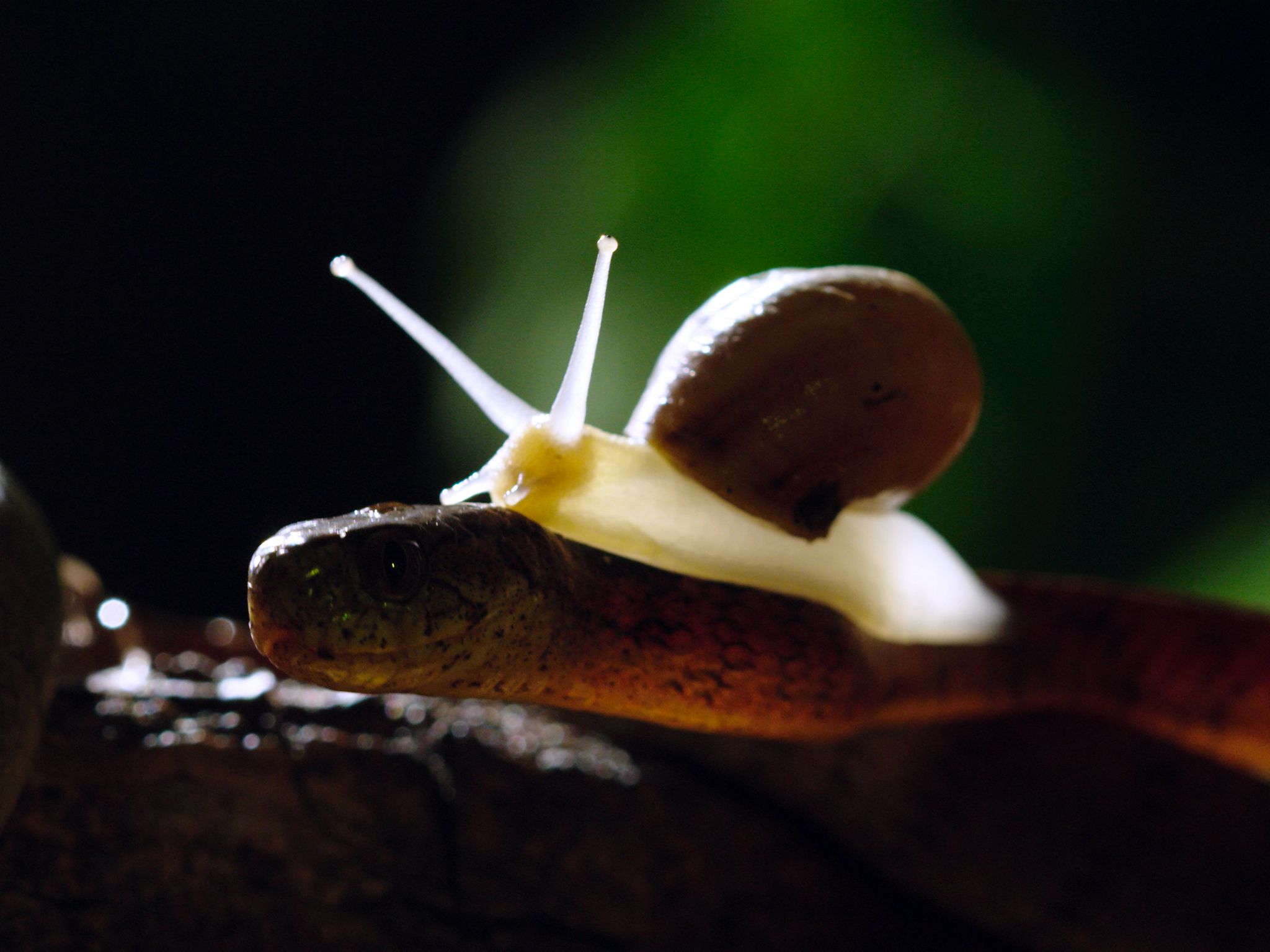 A closeup of a slug-eating snake with a snail on top. This image is from Wild Hunters. [Photo of the day - May 2020]