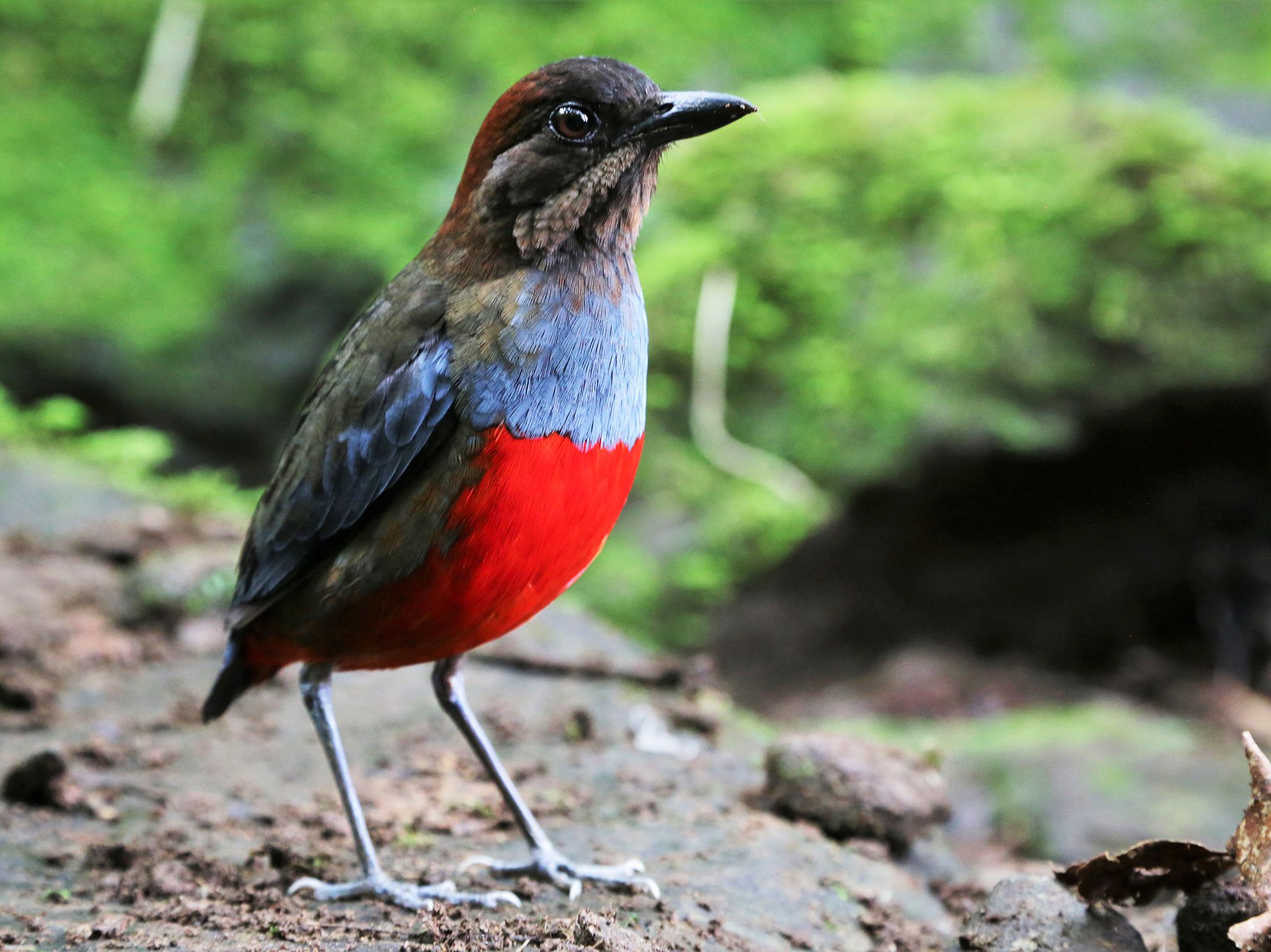 Luzon, Philippines:  Whiskered pitta.  This image is from Untamed Philippines. [Photo of the day - June 2020]
