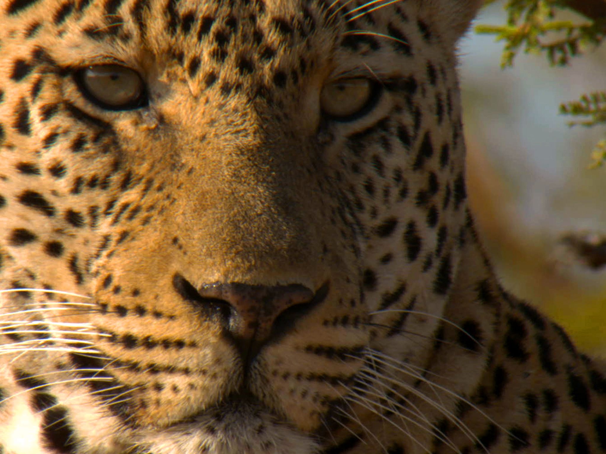 Portrait of male leopard.  This image is from Predator Land. [Photo of the day - June 2020]