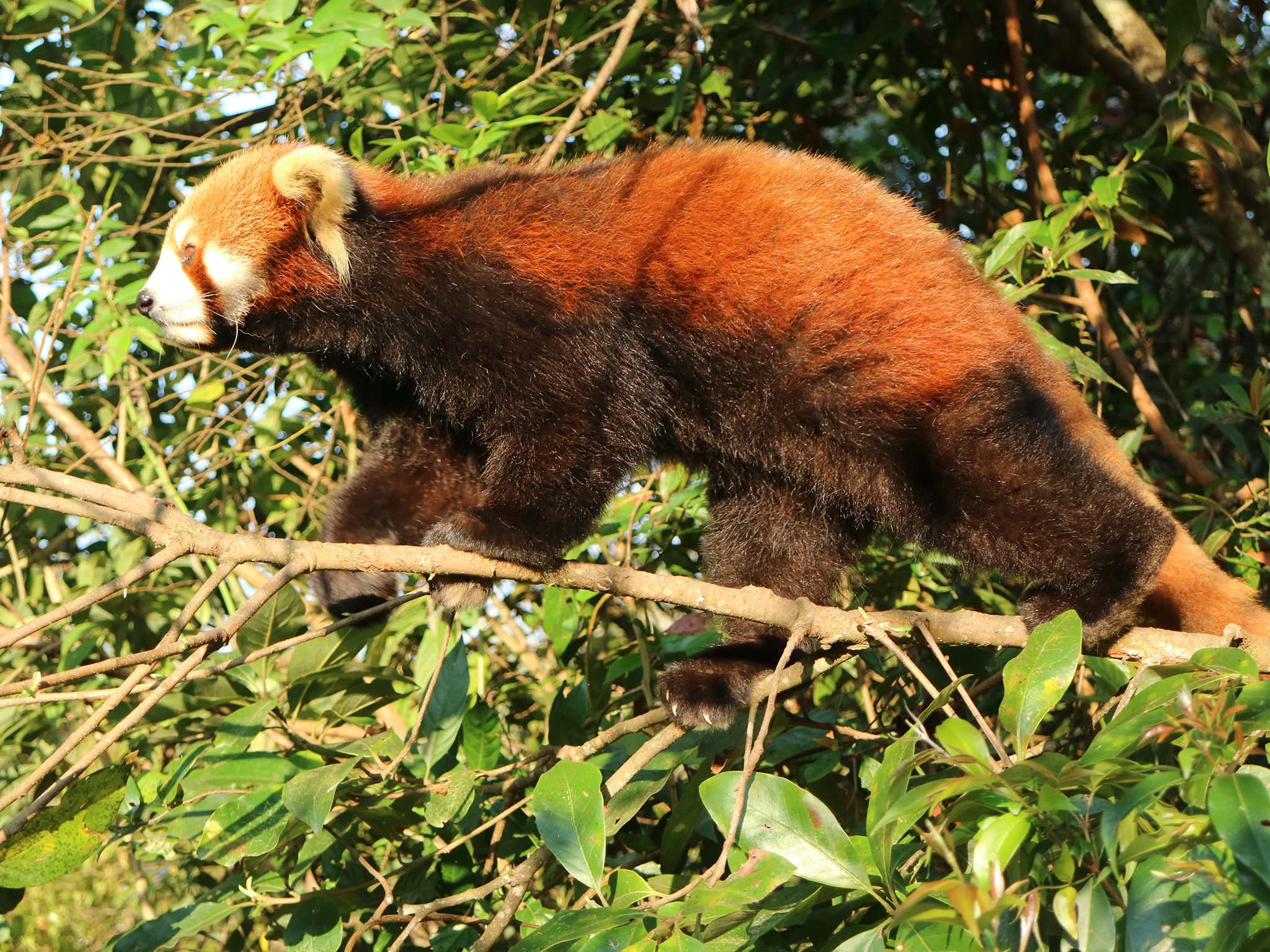 Pu'er Sun River National Park, Yunnan:  Red Panda walking on a branch.  Red pandas spend a lot... [Photo of the day - June 2020]