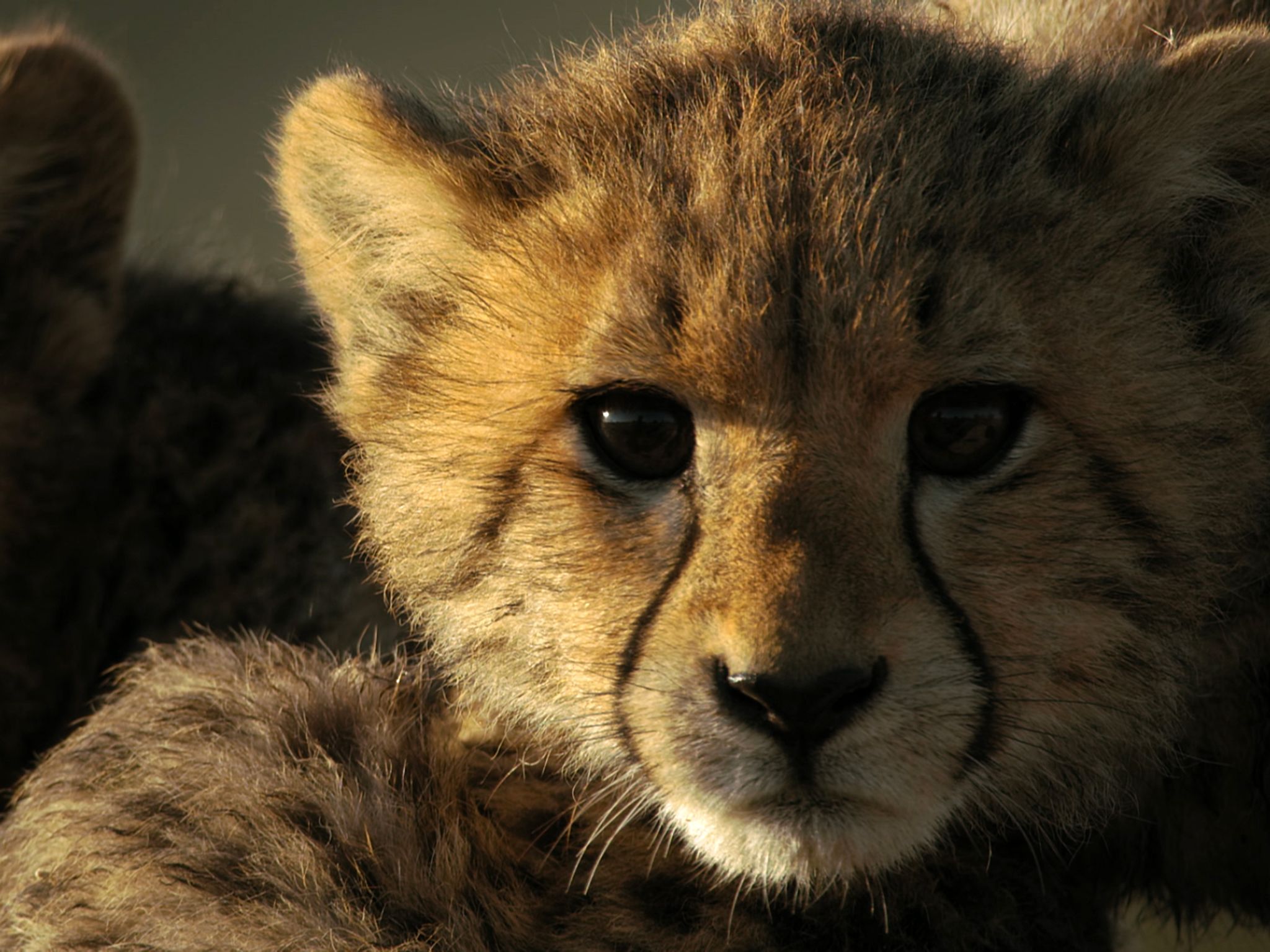 Cheetah cub. This image is from Savage Kingdom. [Photo of the day - June 2020]