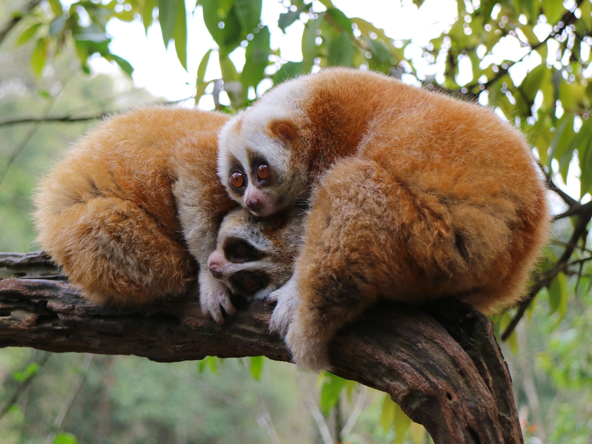 Pu'er Sun River National Park, Yunnan:  2 Slow lorises waking up at dusk.  Lorises are the only... [Photo of the day - June 2020]