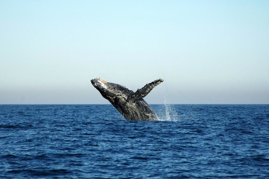 South Coast, South Africa: Humpback whale breaching out of water.  This image is from Cameramen... [Photo of the day - مايو 2012]