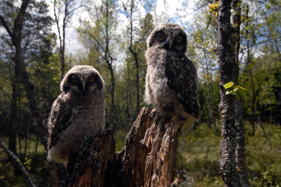 Sweden: Close-up of two Great Grey Owl chicks (Strix nebulosa) perched on a broken tree stump... [Photo of the day - مايو 2012]