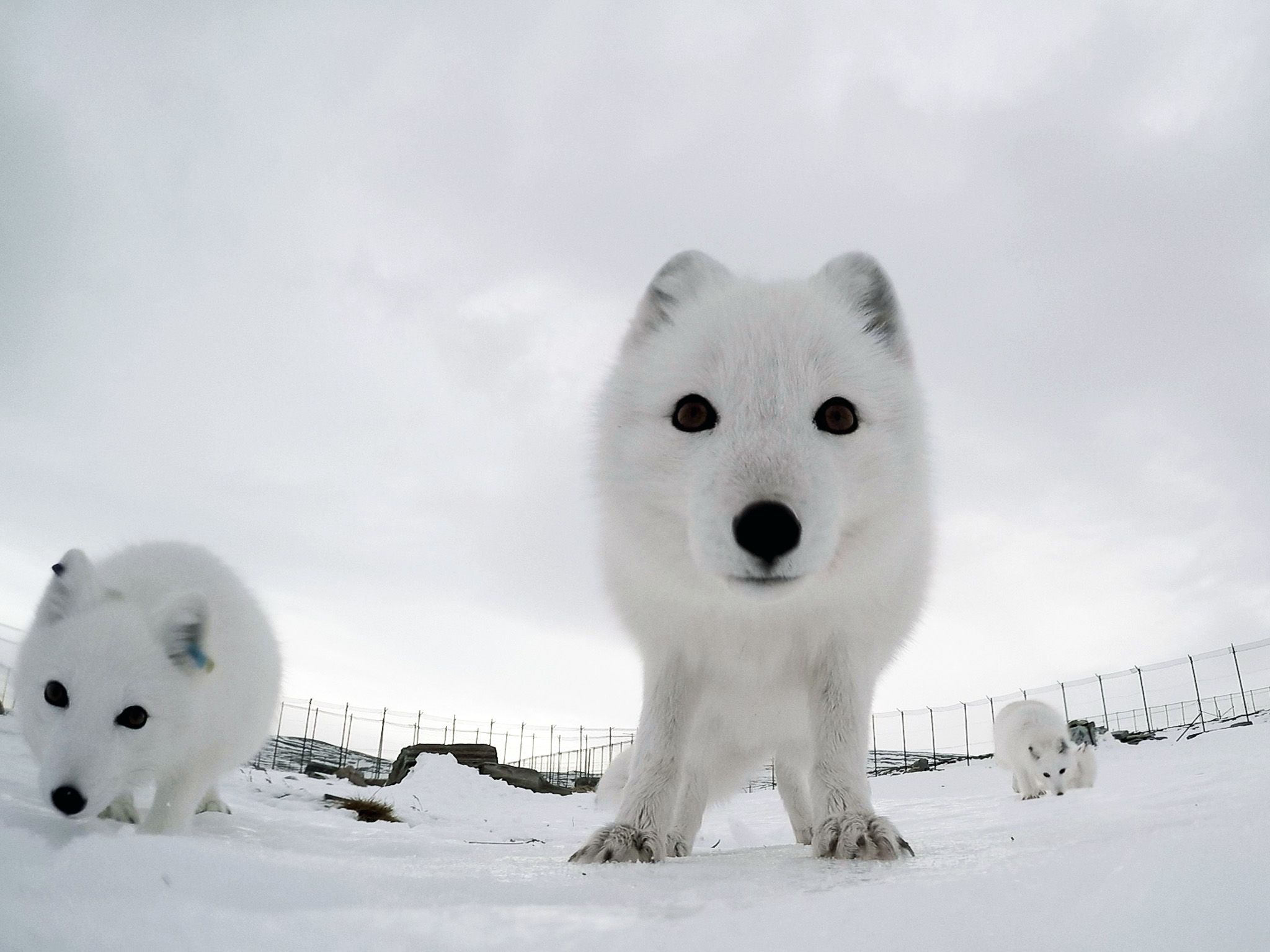 GoPro view of arctic fox in enclosure looking directly at camera. This image is from Wild... [Photo of the day - July 2020]