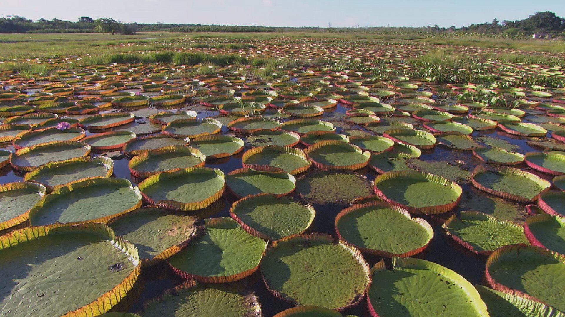 Queen Victoria water lillies carpet the floodplain. They can reach over six feet in diameter.... [Photo of the day - July 2020]