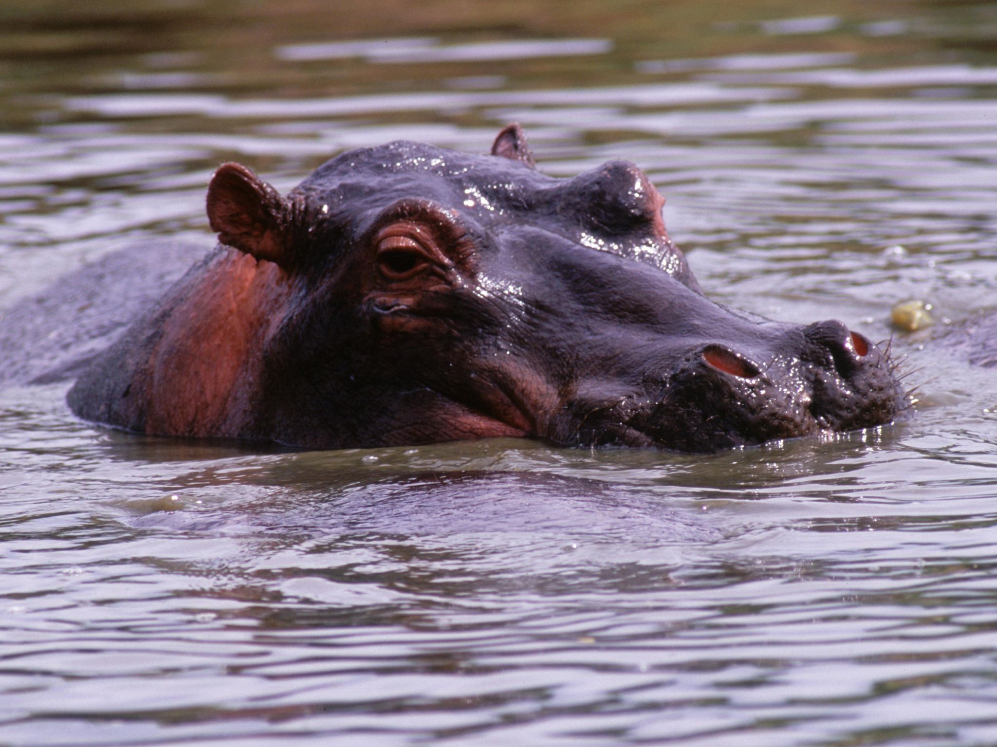 Hippopotamus in water. This image is from Equator's Wild Secrets. [Photo of the day - July 2020]