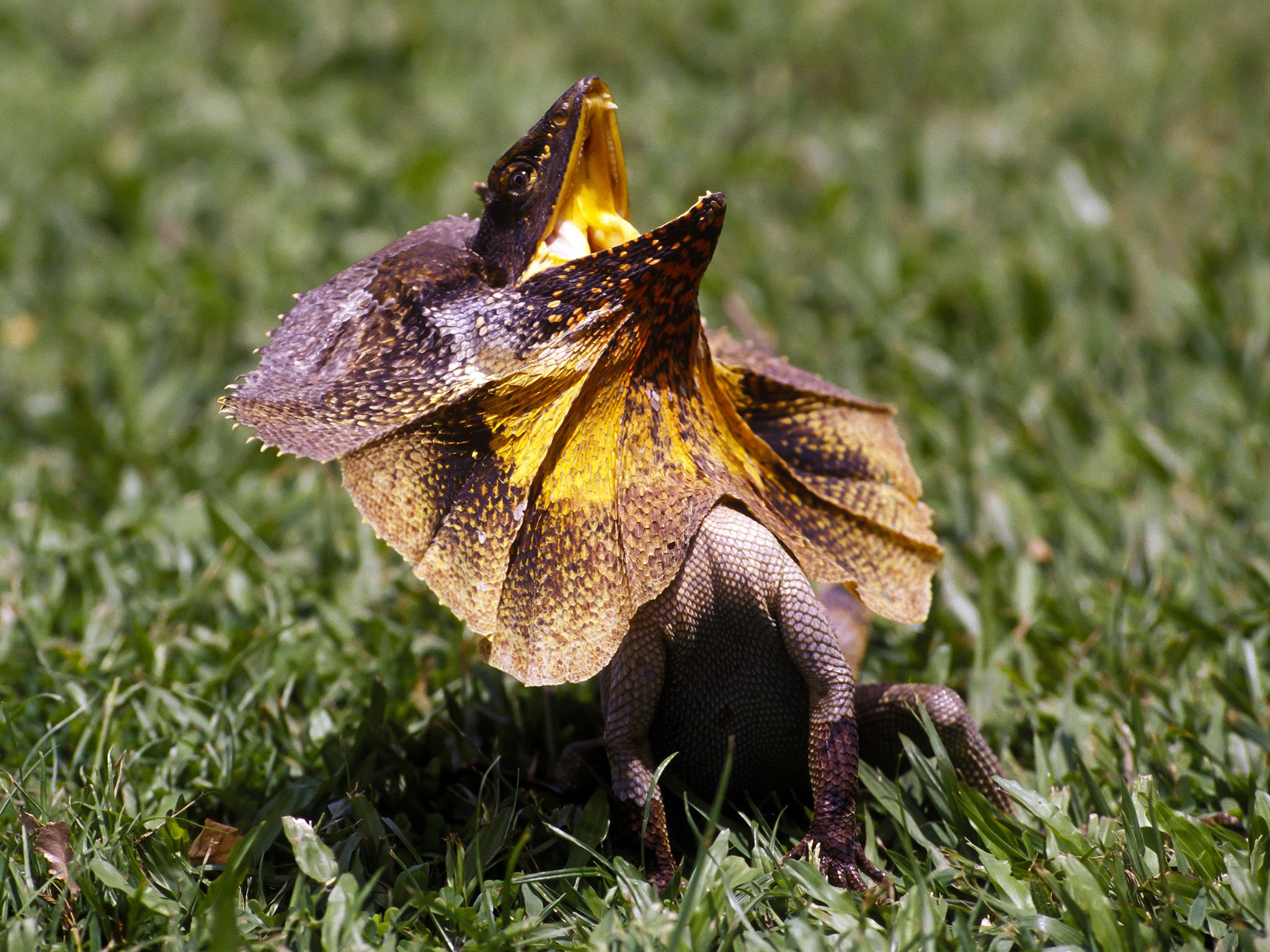 An aggressive frilled neck lizard leaps forward-his hind legs are longer than his front, and... [Photo of the day - August 2020]