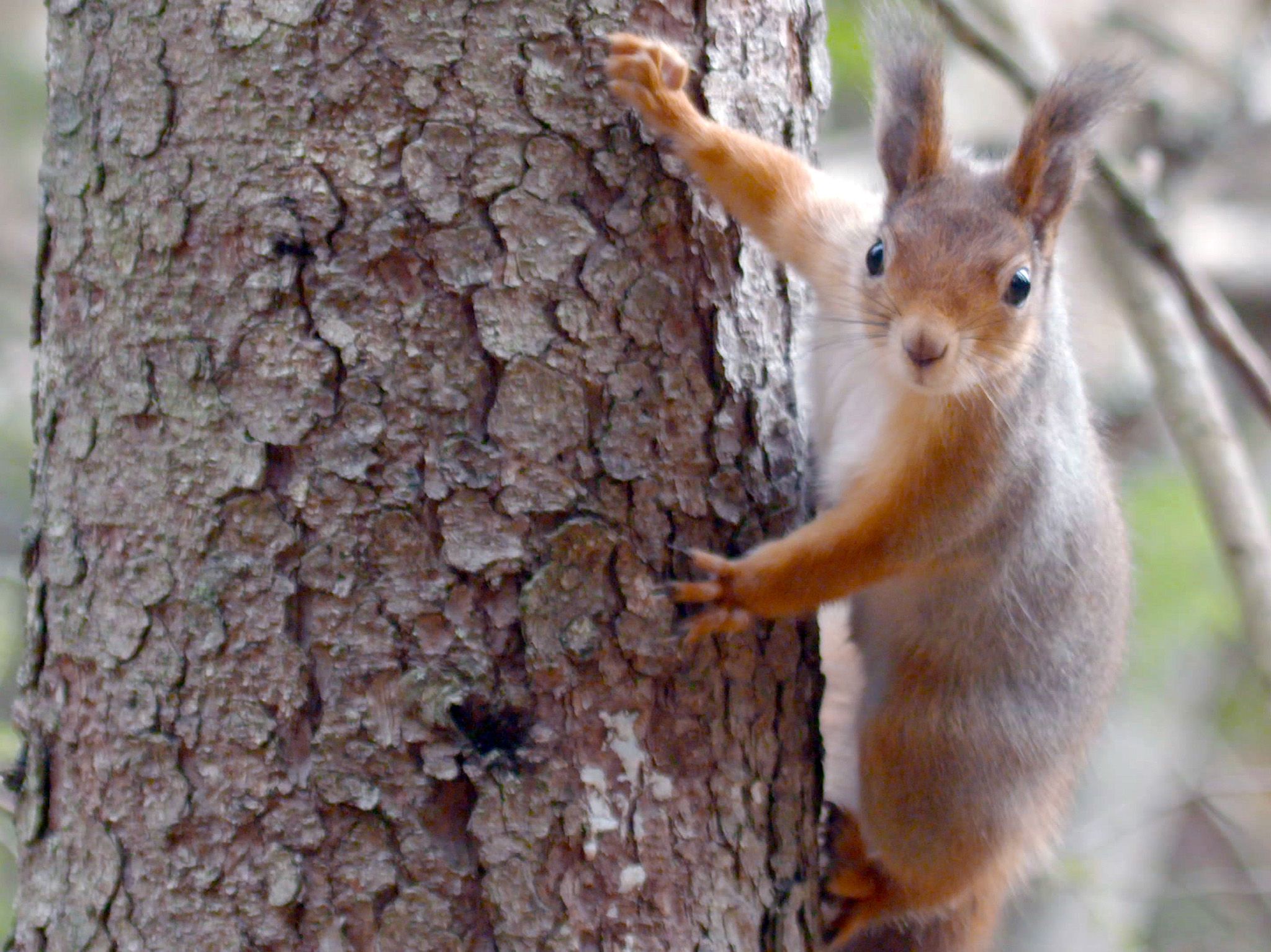 Squirrel climbing a tree. This image is from Wild Scandinavia. [Photo of the day - September 2020]