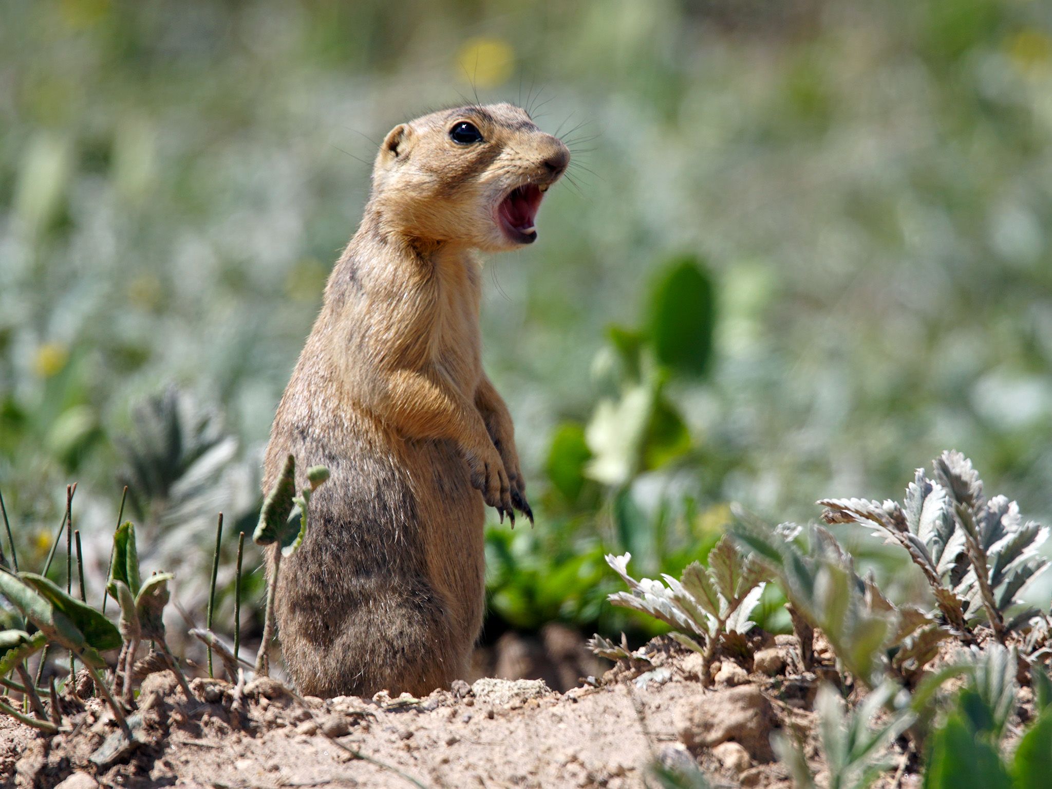 Prairie Dog gives an alarm call. This image is from Prairie Dog Manor. [Photo of the day - September 2020]
