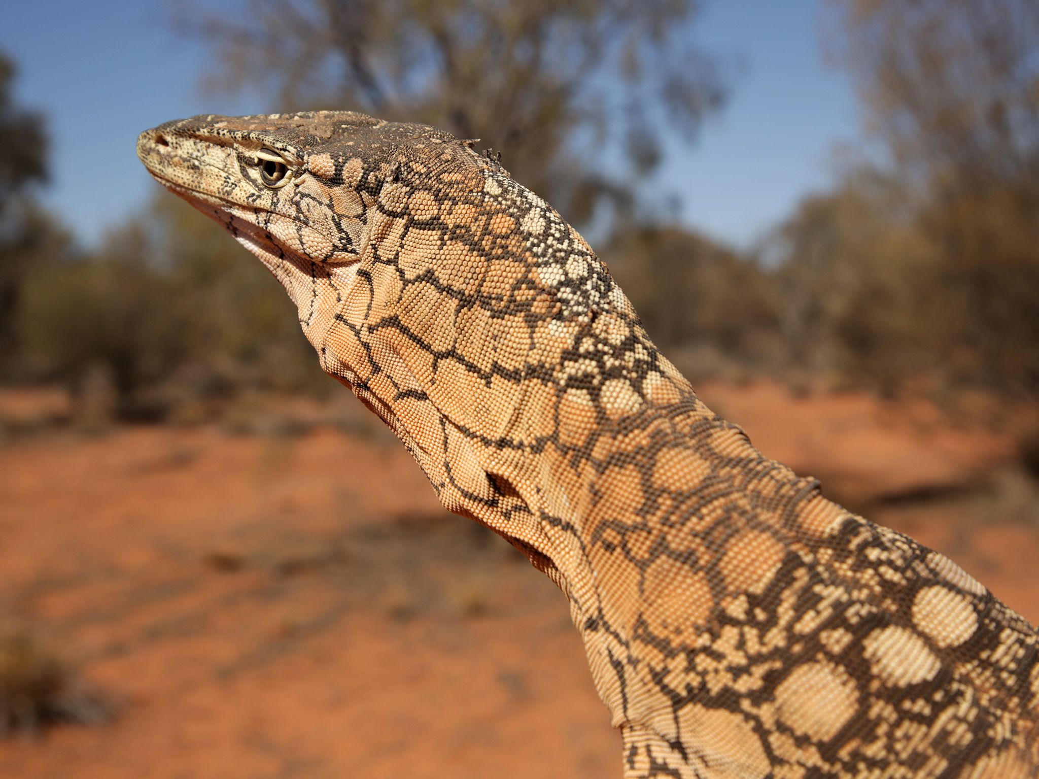 Australia's largest lizard, the perentie goanna, stands poised in the red desert sand in... [Photo of the day - September 2020]