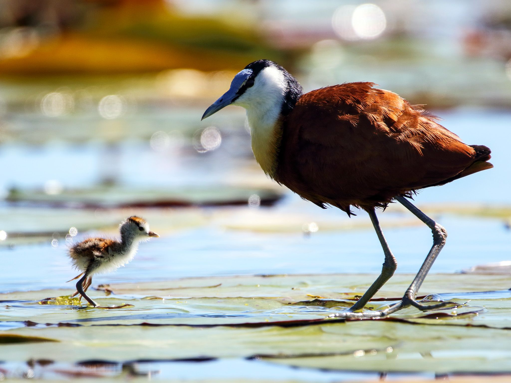 A male Jacana watches as its young chick crosses the mat of Lilly pads that cover one of the... [Photo of the day - October 2020]