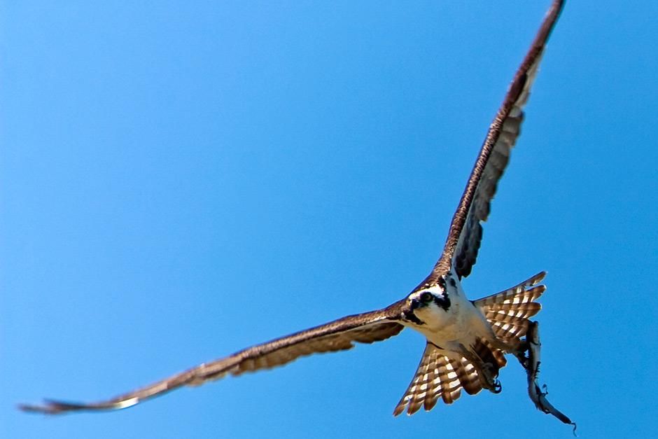 An osprey flying home with a freshly caught flounder for its chicks. This image is from World's... [Photo of the day - May 2012]