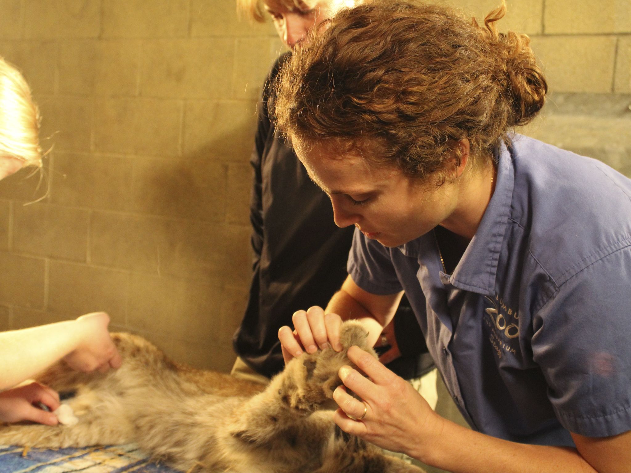 Erin Bauer marvels at Astrid the Canadian lynx's paw. This image is from Secrets of the Zoo. [Photo of the day - October 2020]