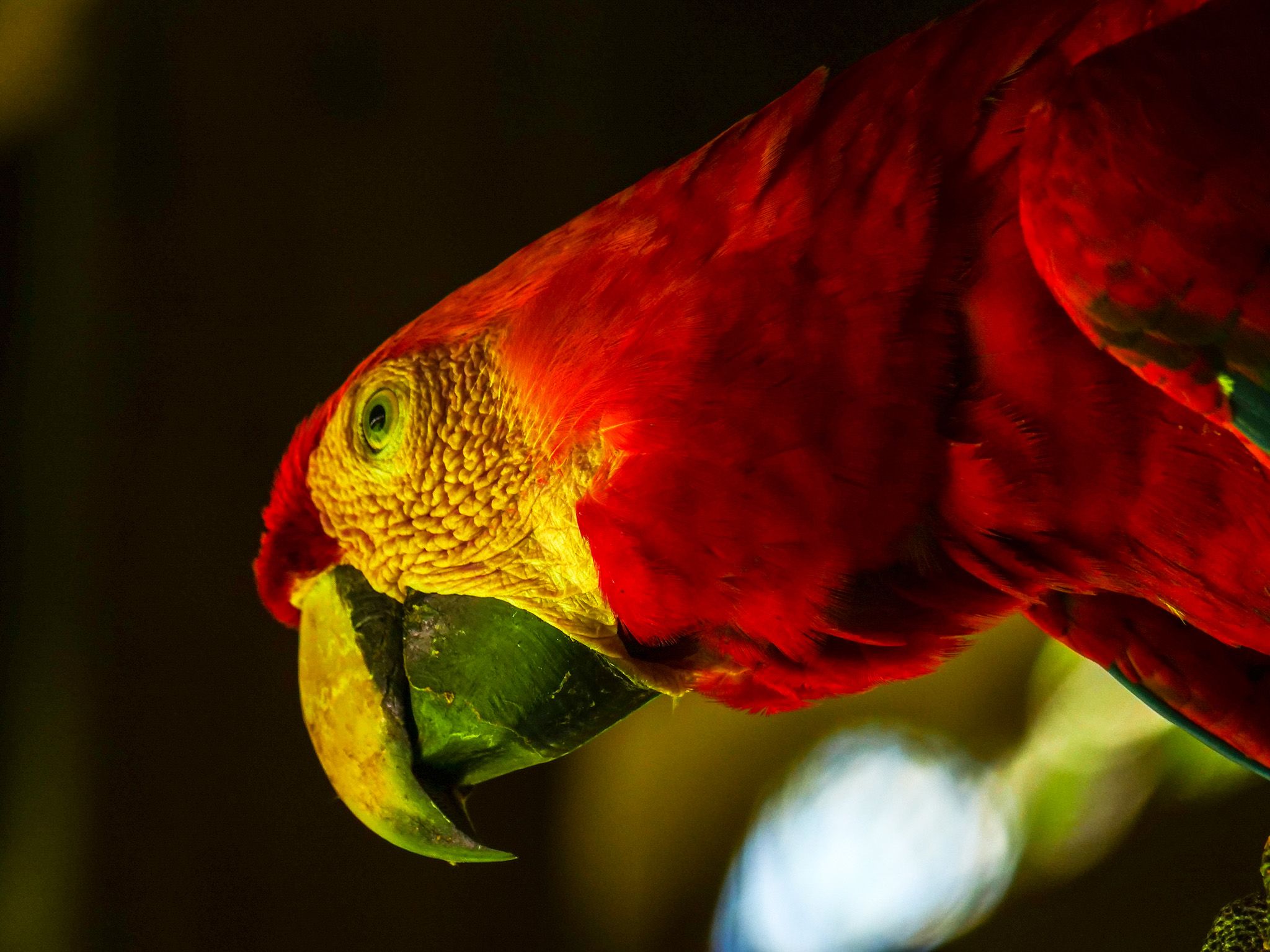 A Red and Green Macaw. This image is from Wild Peru: Andes Battleground. [Photo of the day - October 2020]