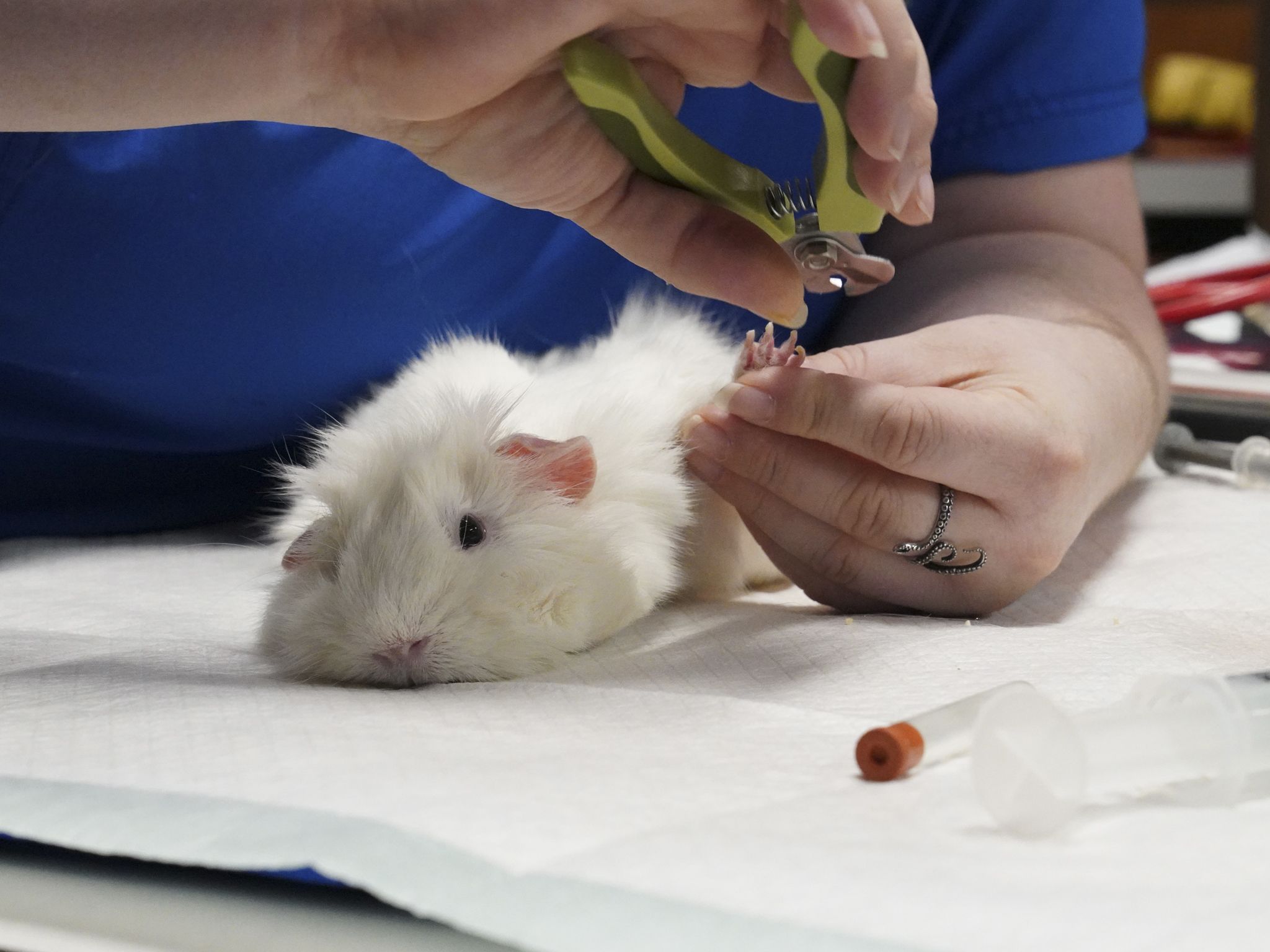 Vet Tech Tonya Green cuts Barbie the guinea pig's nails. This image is from Dr. T Lone Star Vet. [Photo of the day - October 2020]