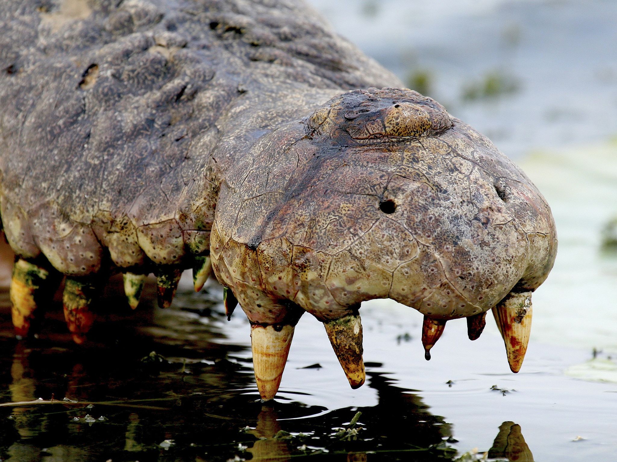 An adult saltwater crocodile killed by larger rival. This image is from Crocodile King. [Photo of the day - October 2020]