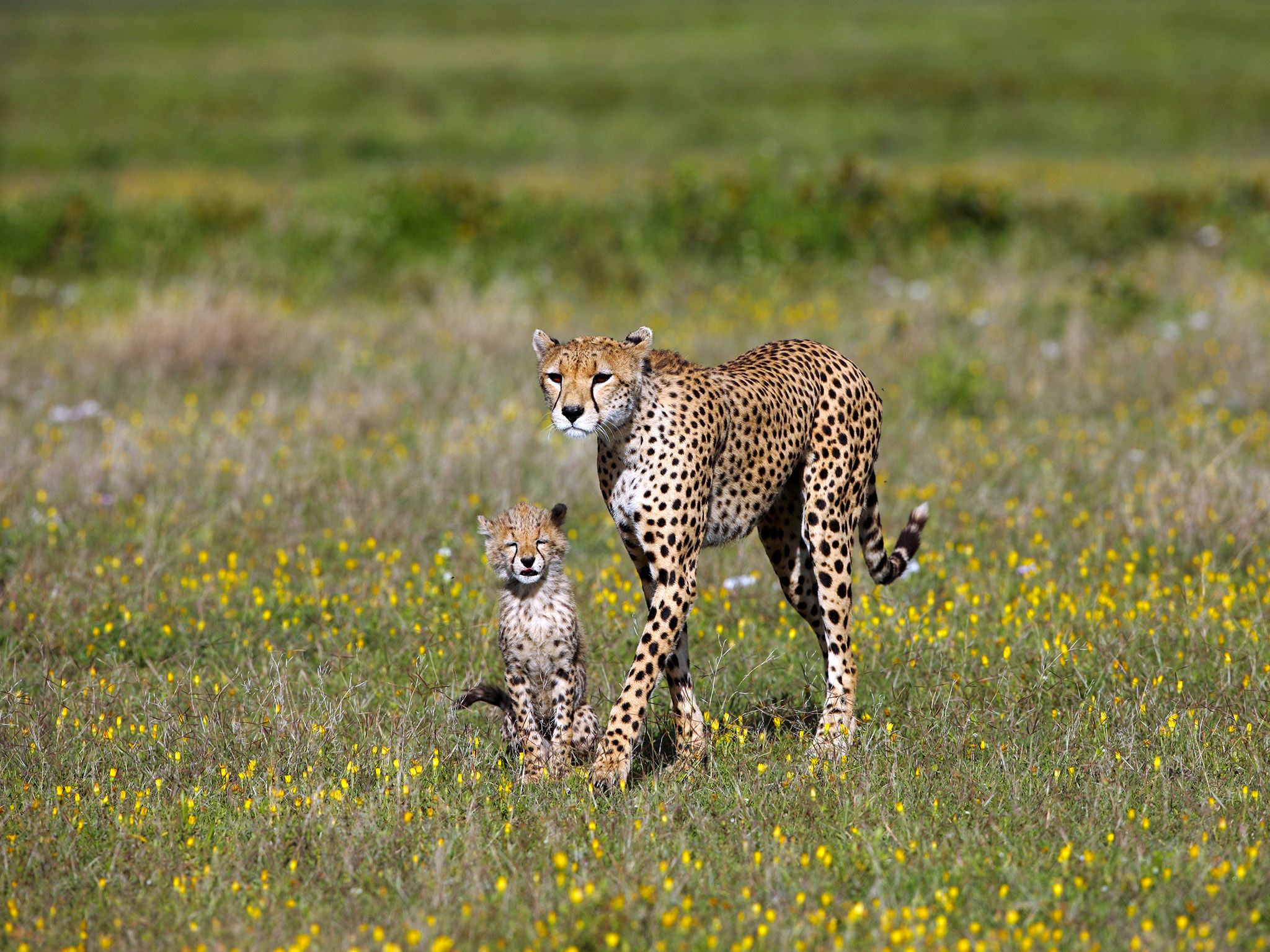 The life of a young cheetah is dangerous - often other predators kill the cubs of their... [Photo of the day - November 2020]