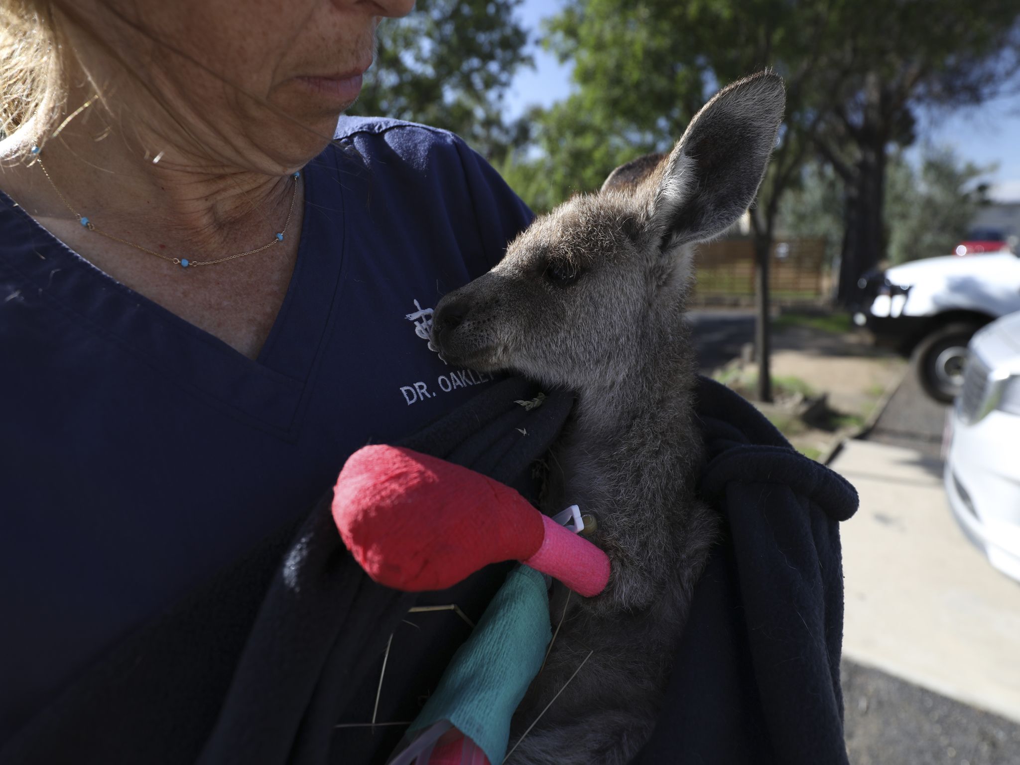 Dr. Michelle Oakley holds a recovering kangaroo. This image is from Dr. Oakley, Yukon Vet. [Photo of the day - November 2020]