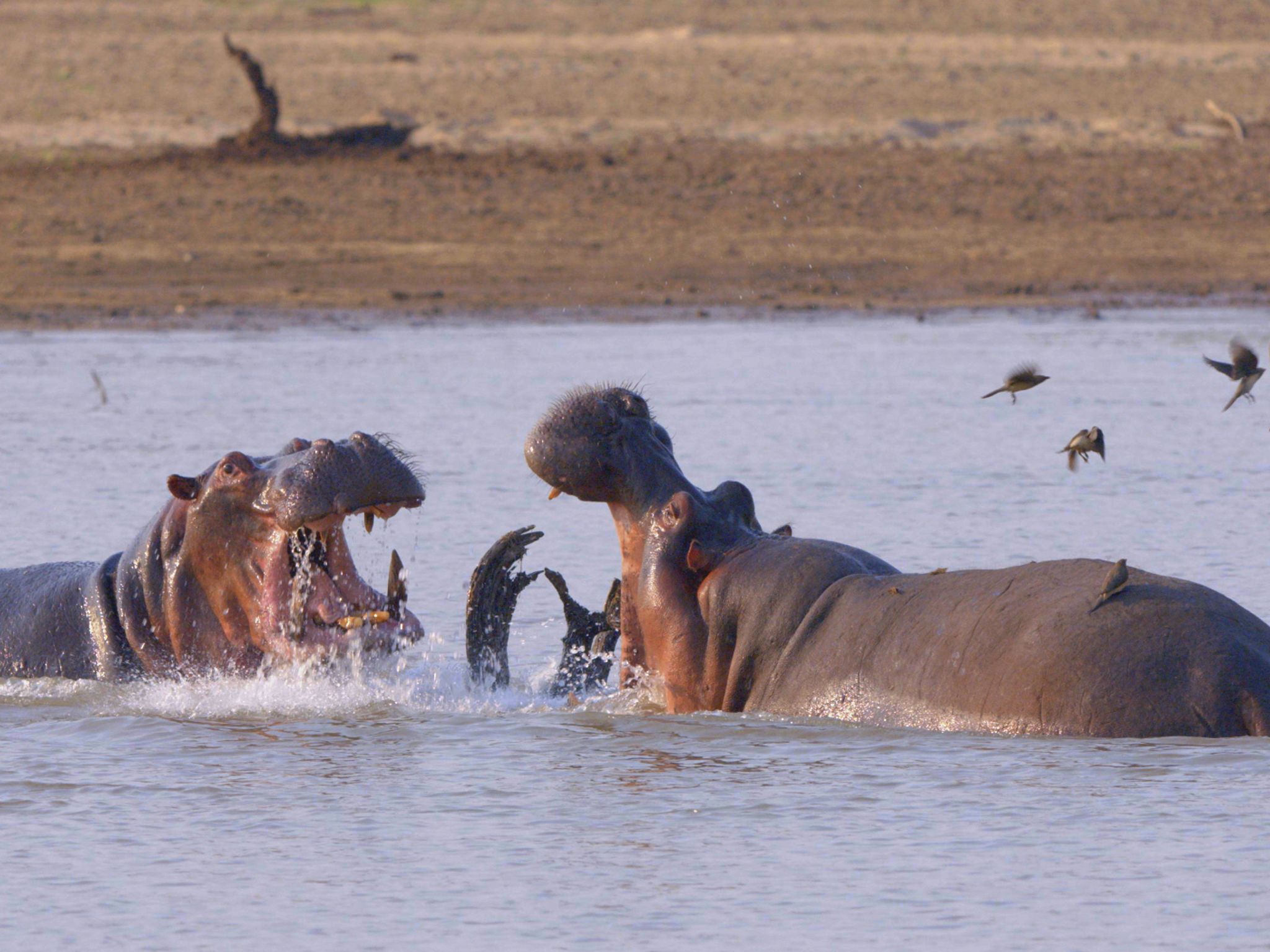 Hippos fighting. This image is from Africa's Deadliest. [Photo of the day - November 2020]