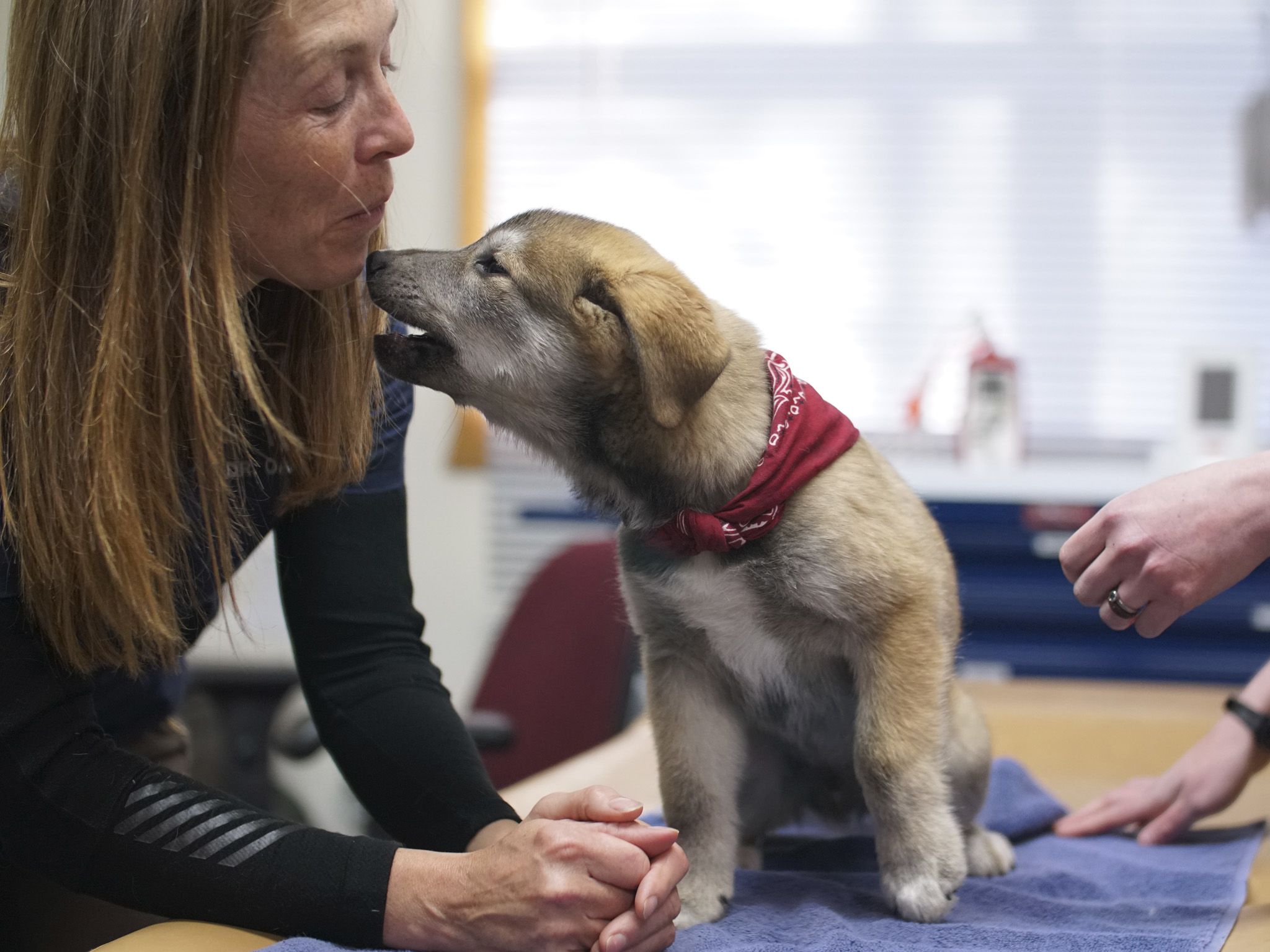 Dr. Michelle Oakley greets Eider the puppy. This image is from Dr. Oakley, Yukon Vet. [Photo of the day - November 2020]