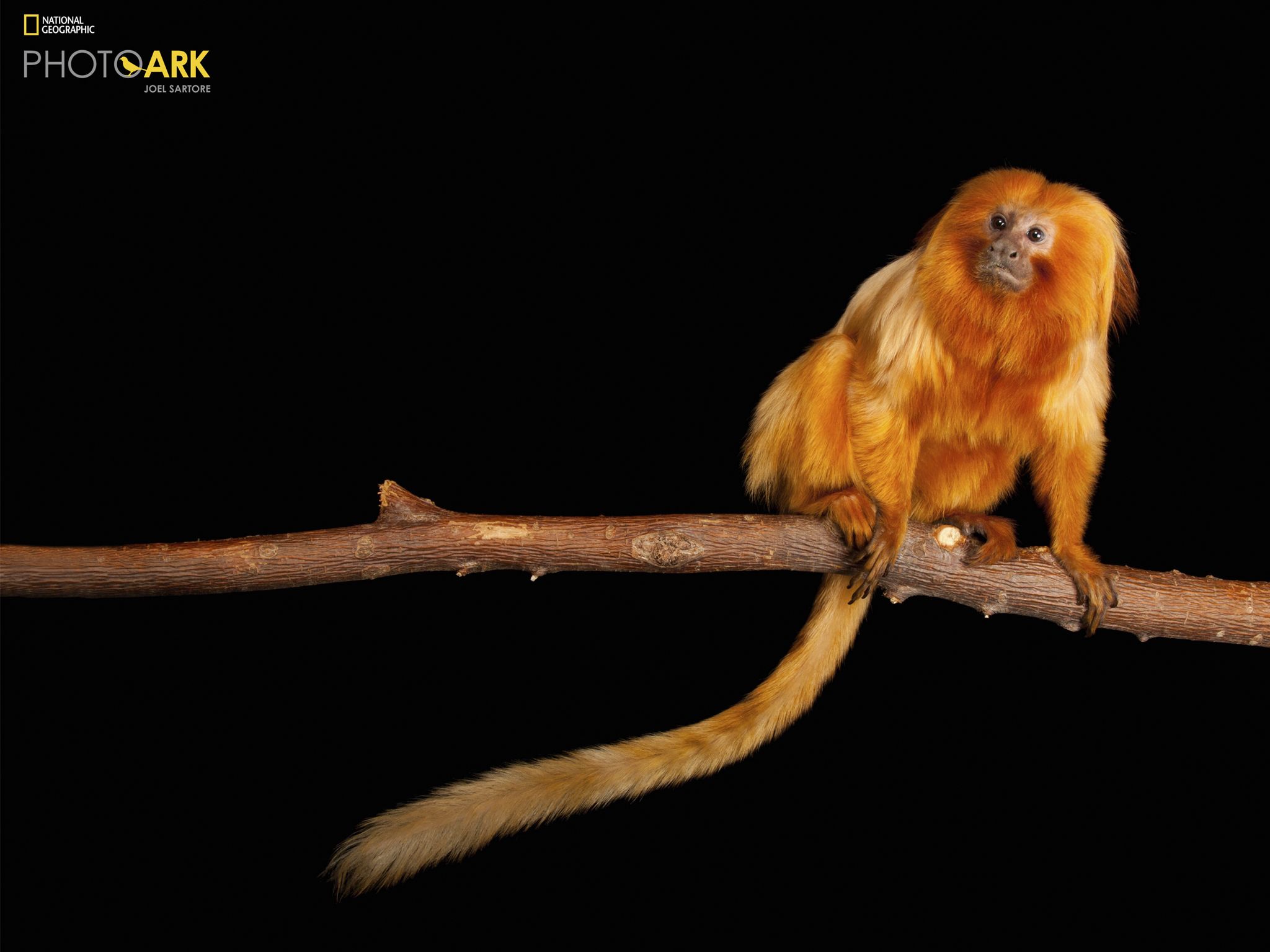 An endangered Golden lion tamarin, Leontopithecus rosalia, at the Lincoln Children's Zoo. This... [Photo of the day - November 2020]