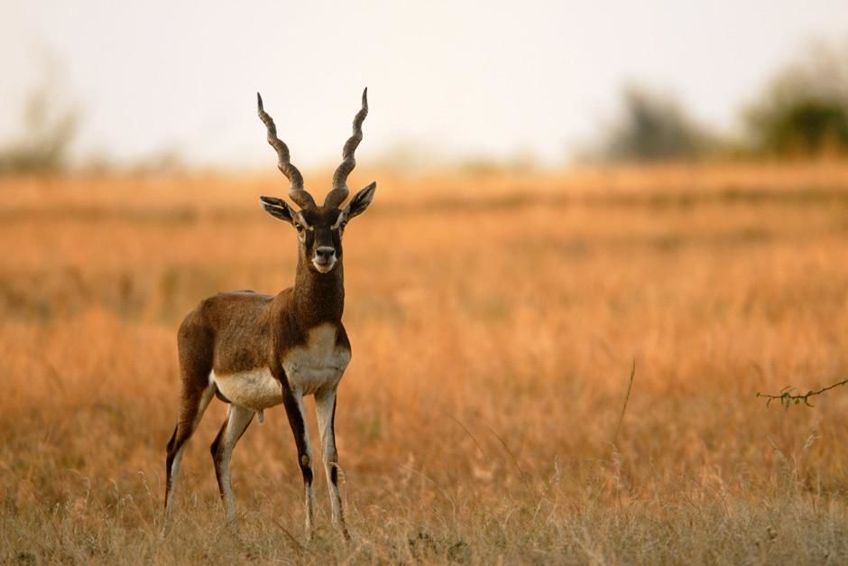 Gir National Park, Gujarat, India: Belonging to the antelope family, the black buck is the... [Photo of the day - May 2012]