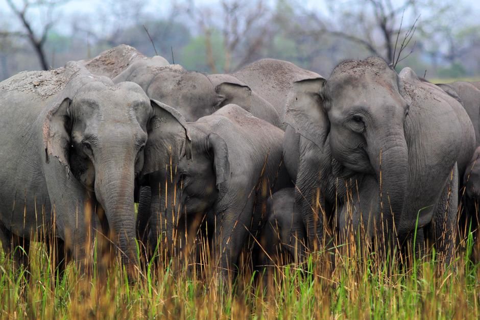 Kaziranga National Park, Assam, India: Family of elephants together in burnt grass.
 This image... [Photo of the day - May 2012]