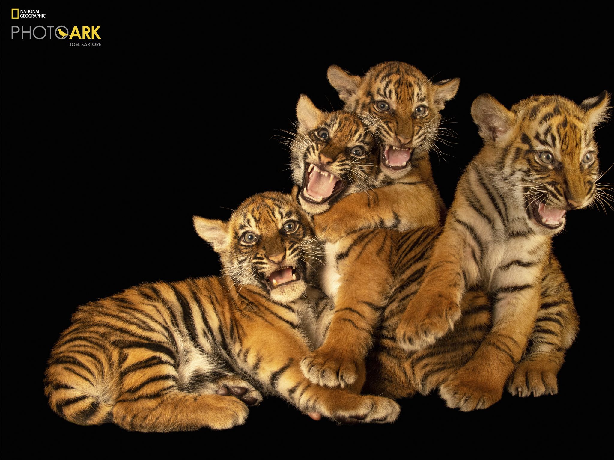 Photo of the day - National Geographic Channel - International